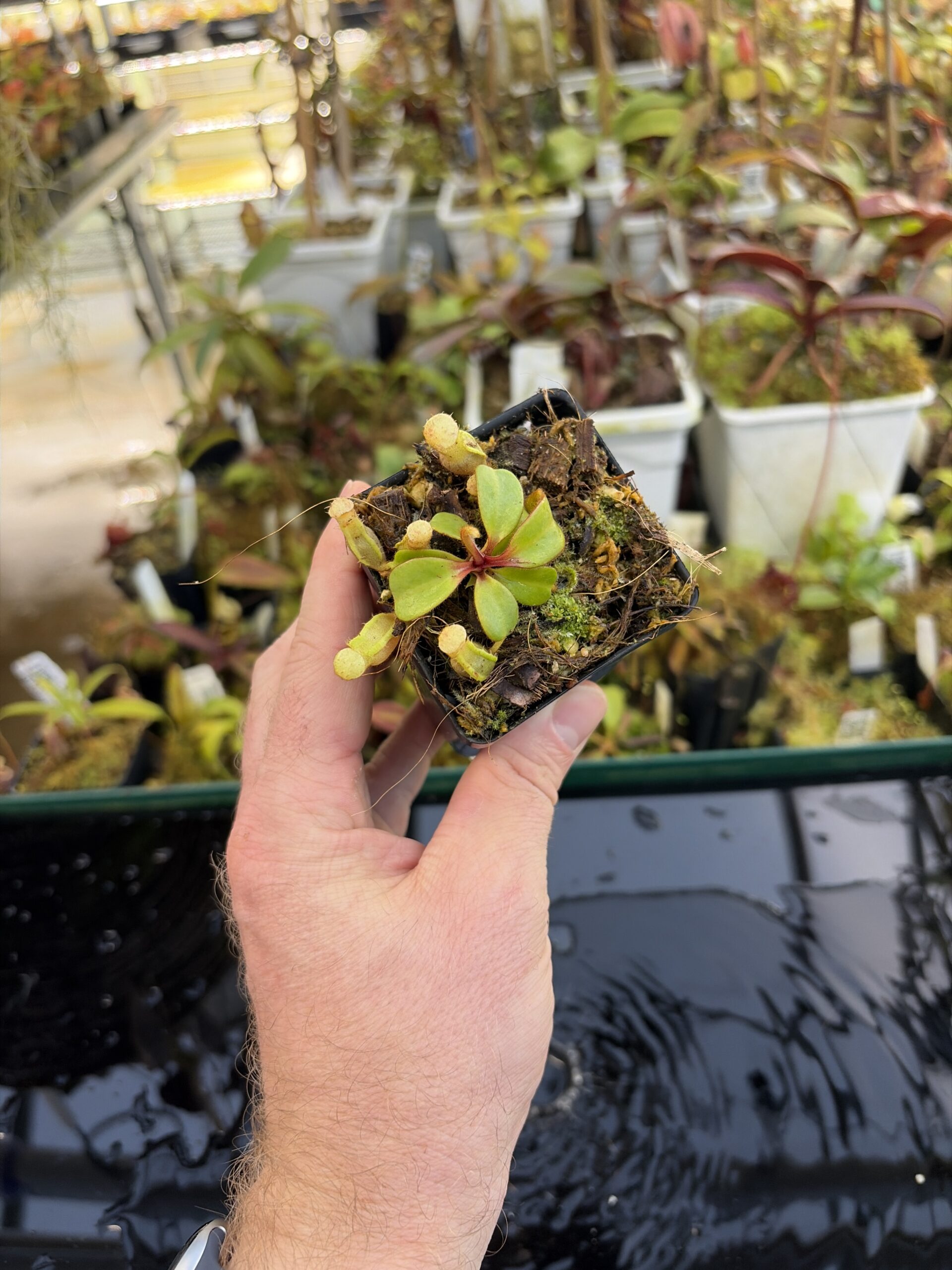 Wide Angle of Nepenthes clipeata | Florae | FC-265.02 | Florae Collaborative | FC-265.02 | IN27068