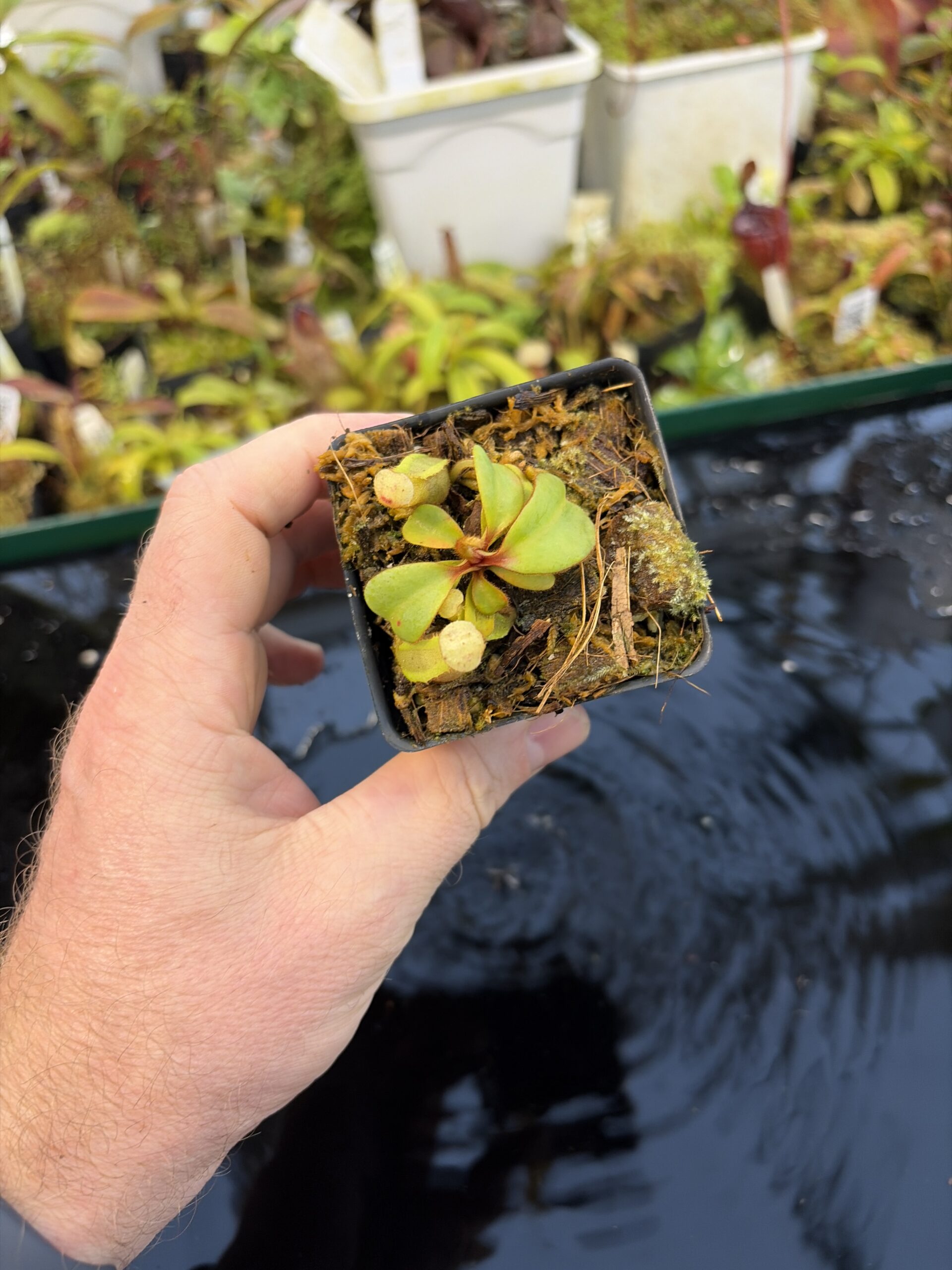 Wide Angle of Nepenthes clipeata | Florae | FC-265.02 | Florae Collaborative | FC-265.02 | IN27277