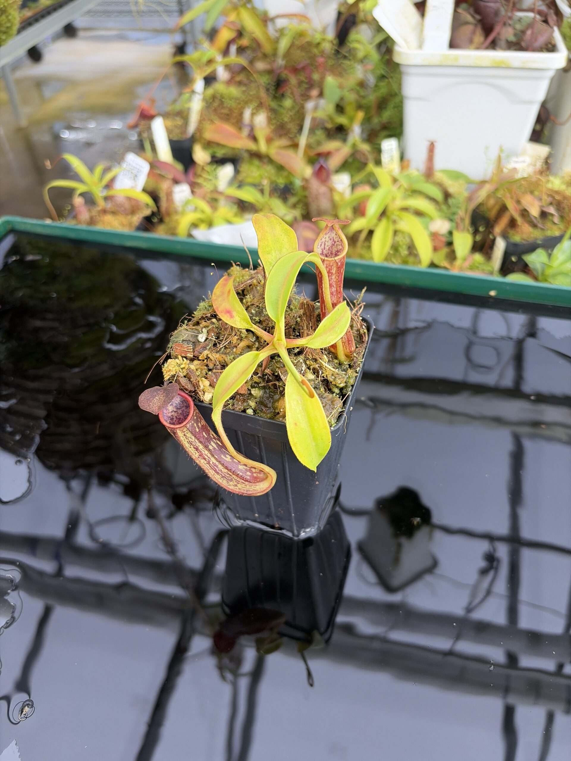 Wide Angle of Nepenthes copelandii | Borneo Exotics | BE-3046 | H27389