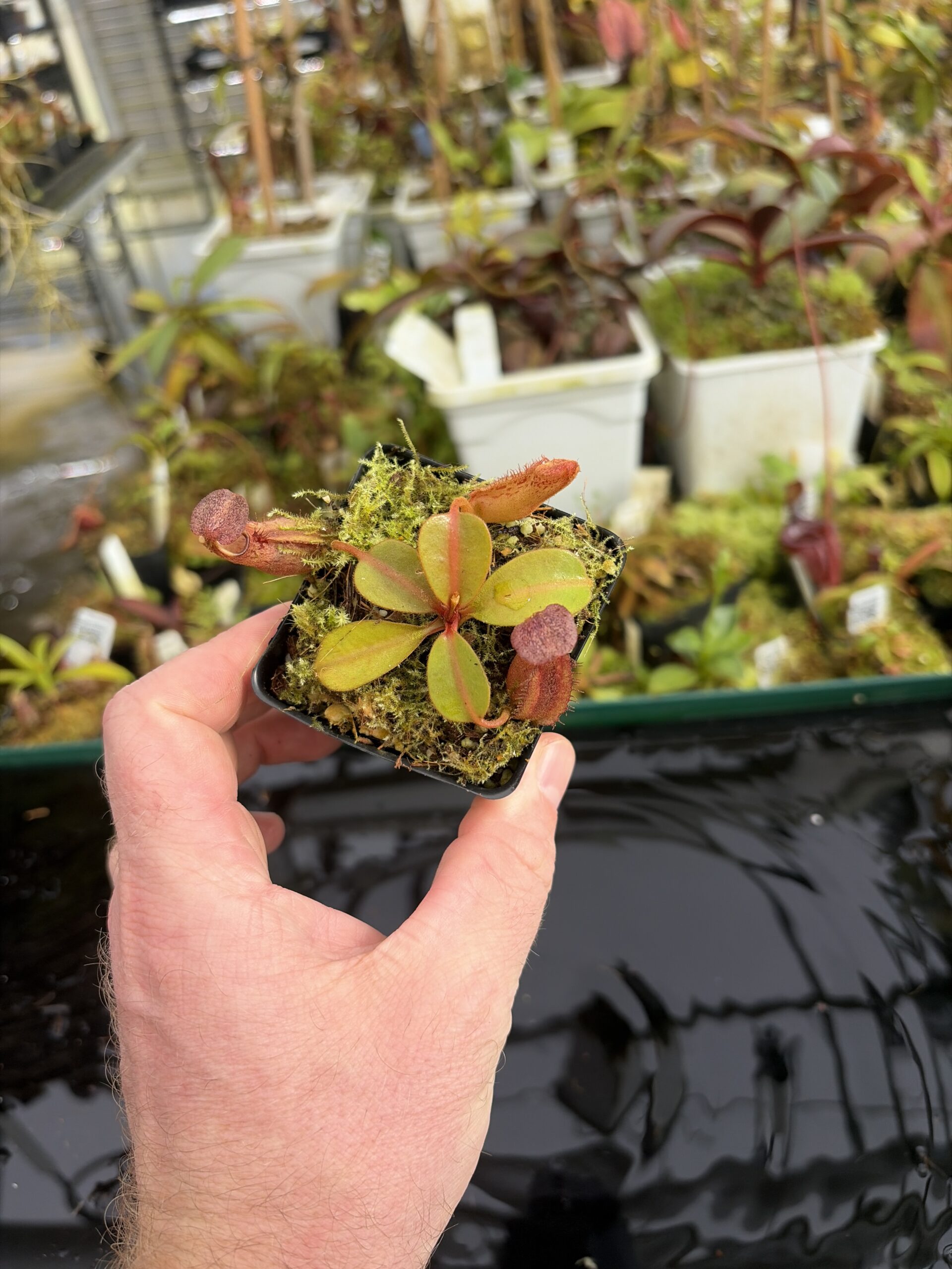 Wide Angle of Nepenthes dactylifera | Borneo Exotics | BE-3070 | IN27372