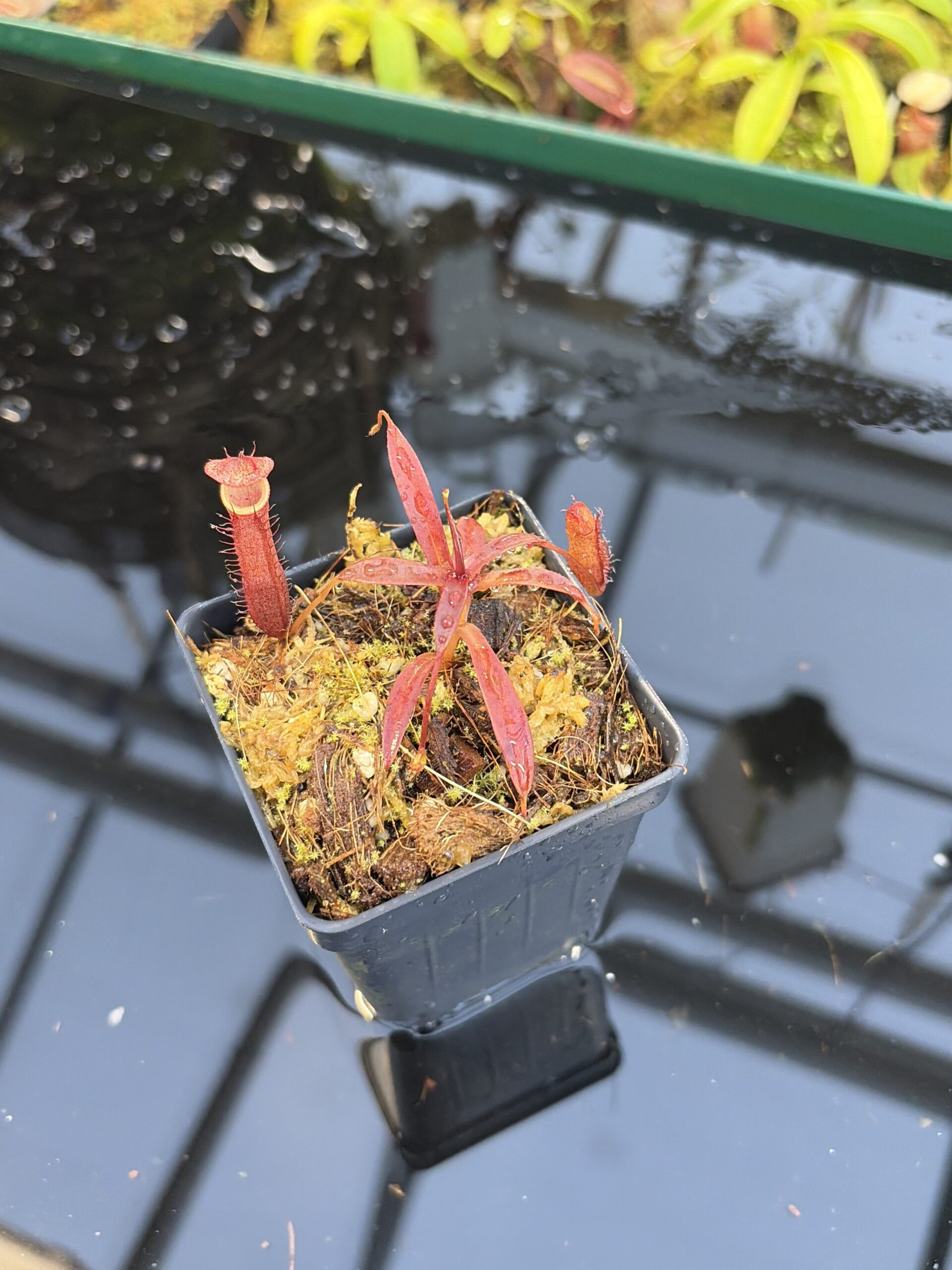 Wide Angle of Nepenthes densiflora | Borneo Exotics | BE-3837 | H27092