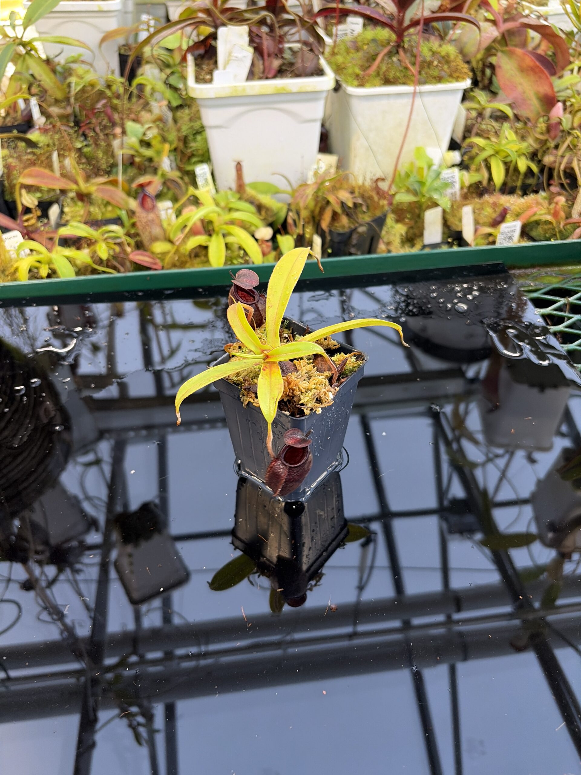 Wide Angle of Nepenthes densiflora x aristolochioides | Borneo Exotics | BE-4076 | H27086