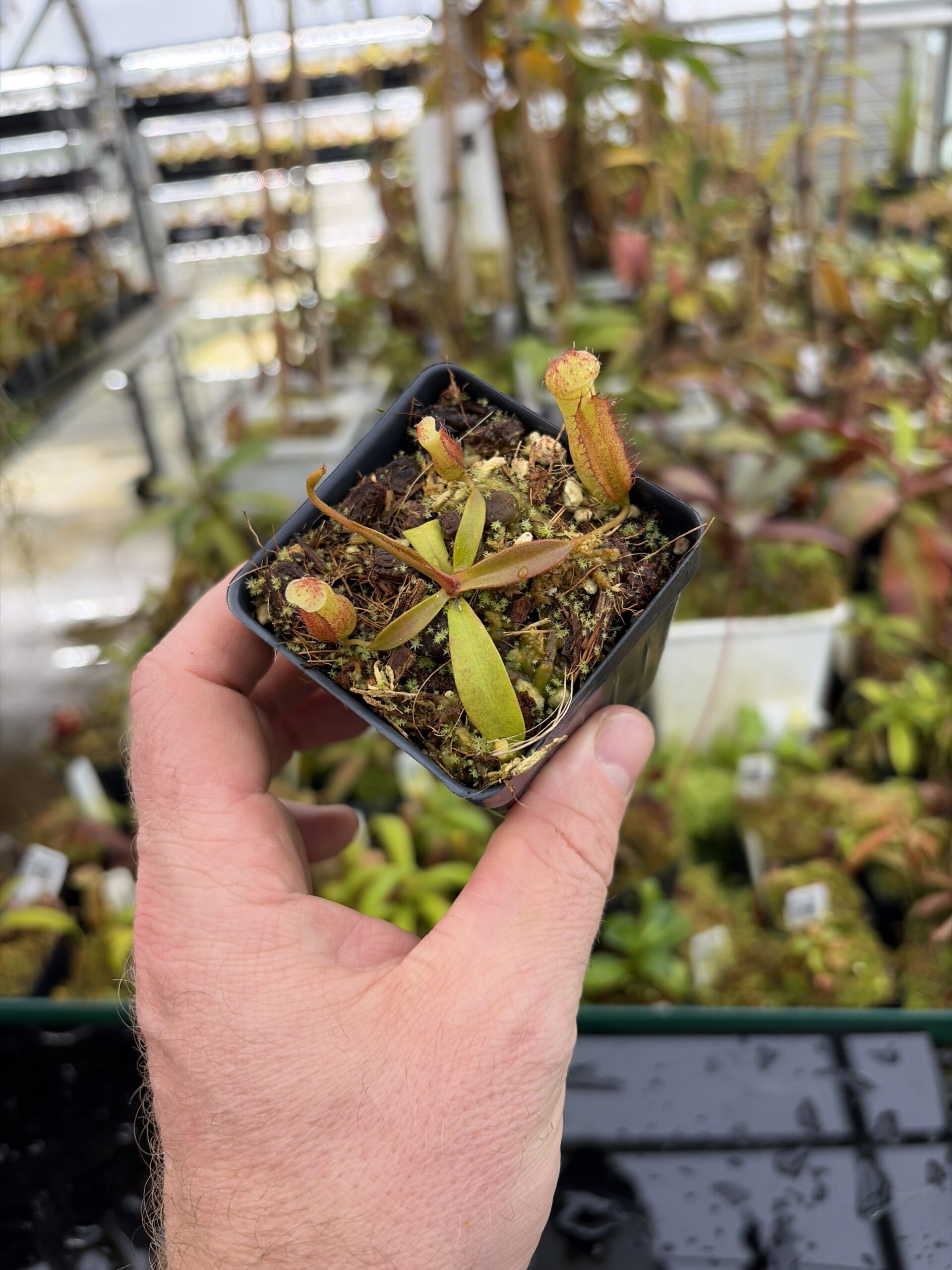 Wide Angle of Nepenthes densiflora x mollis | Assorted Clones | Jeremiah Harris | JH-455 | H27184