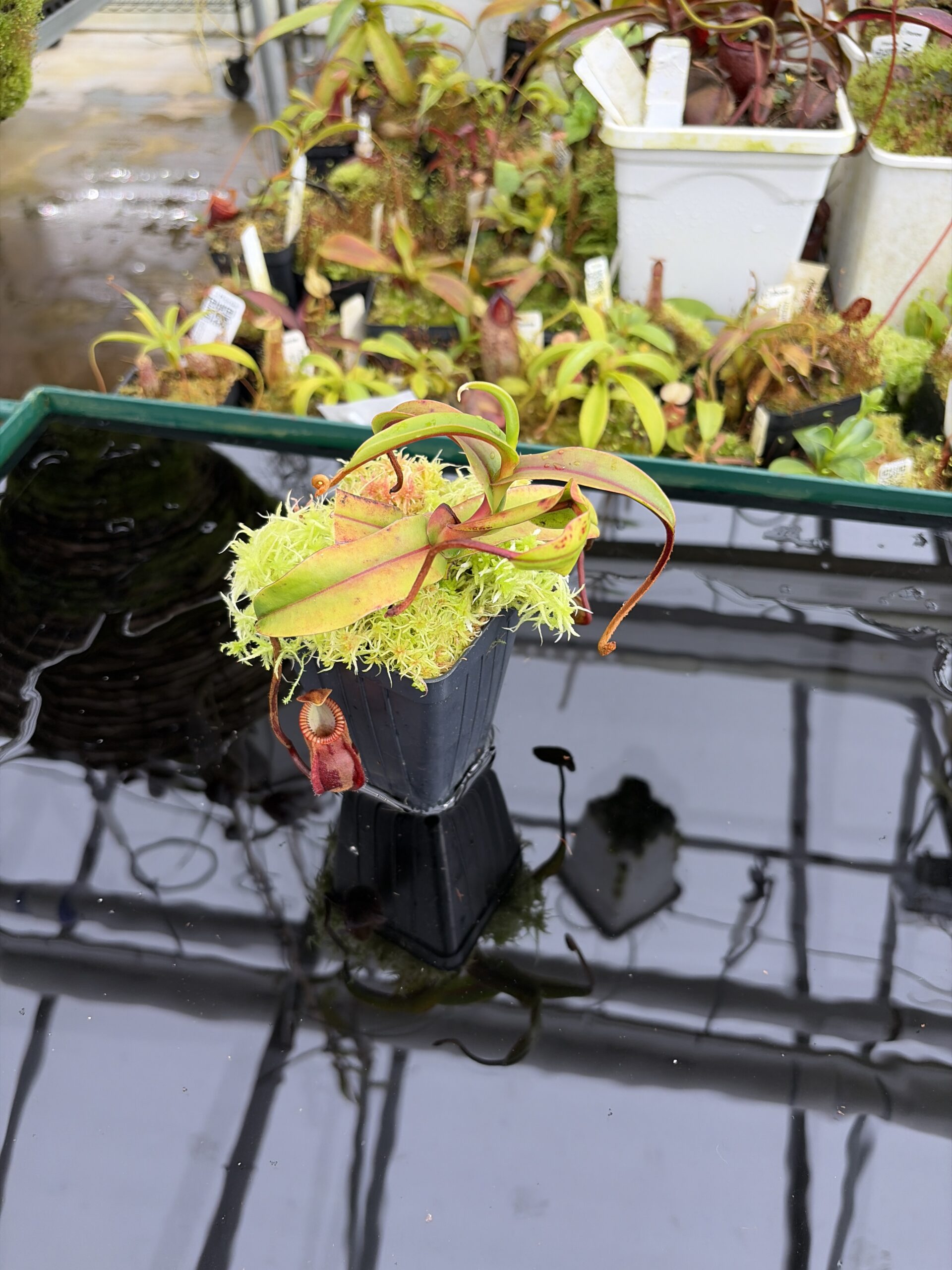 Wide Angle of Nepenthes diabolica (=Red Hairy Hamata = RHH) | Andreas Wistuba | AW-05 | H27104