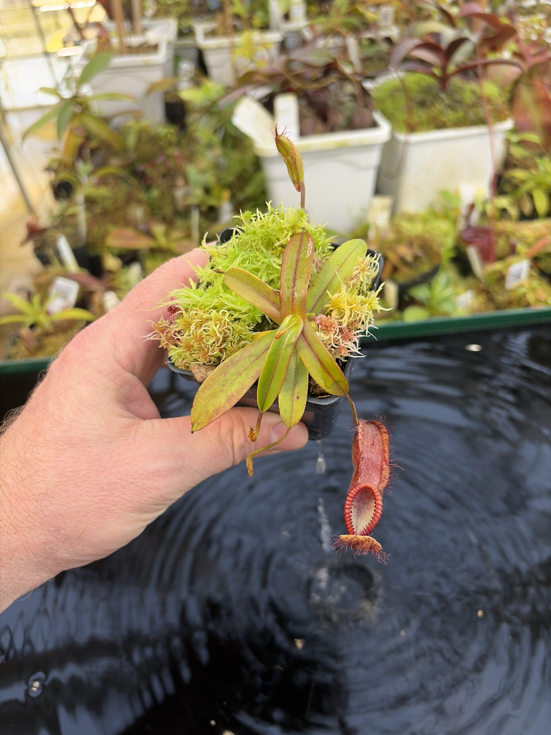 Wide Angle of Nepenthes diabolica x hamata | Andreas Wistuba | AW-01 | H27432