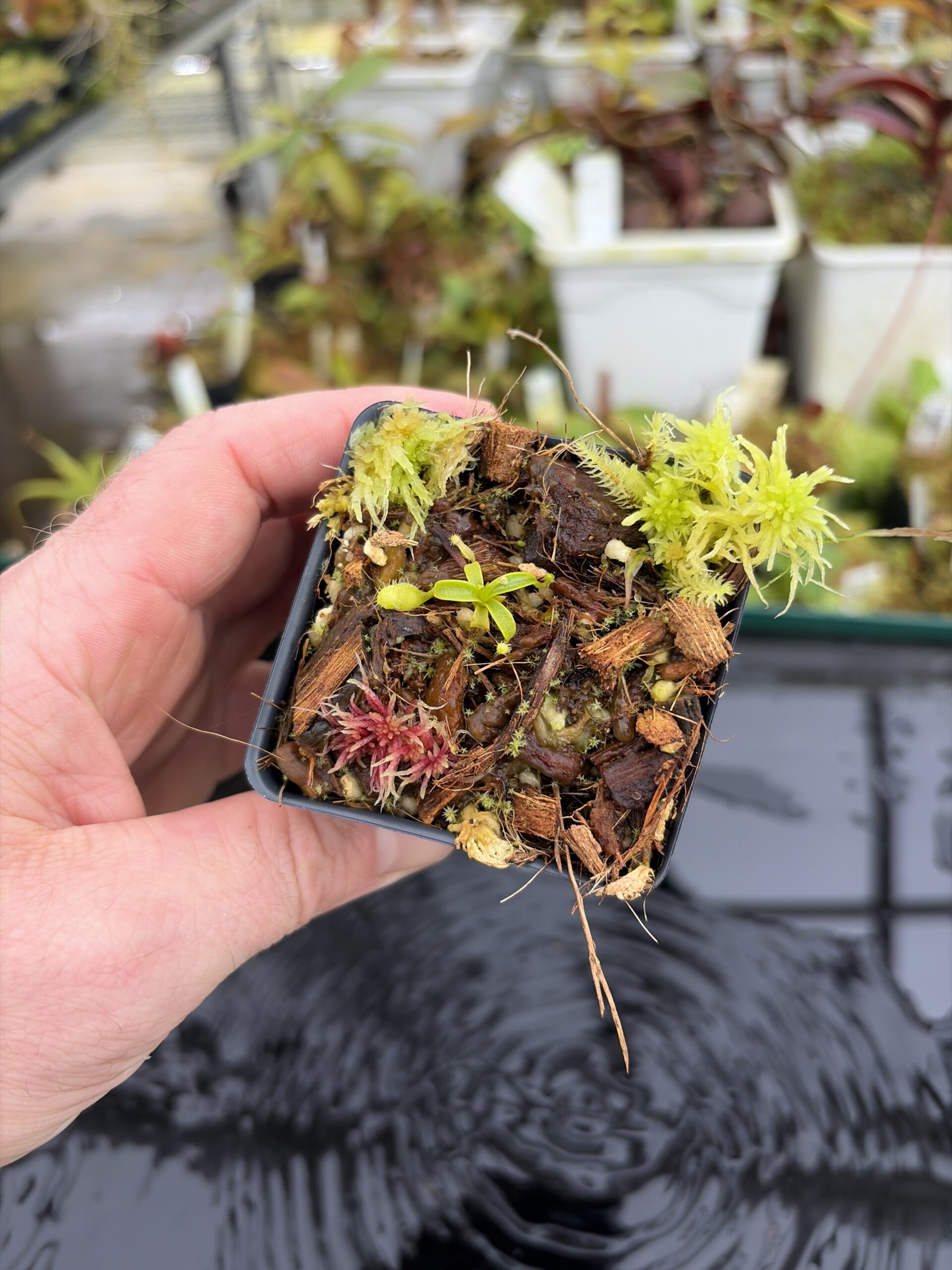 Wide Angle of Nepenthes (diabolica x hamata) x (diabolica x hamata) pod #1 | MIke Smith | Michael Kevin Smith | MKS-430.01 | H27129