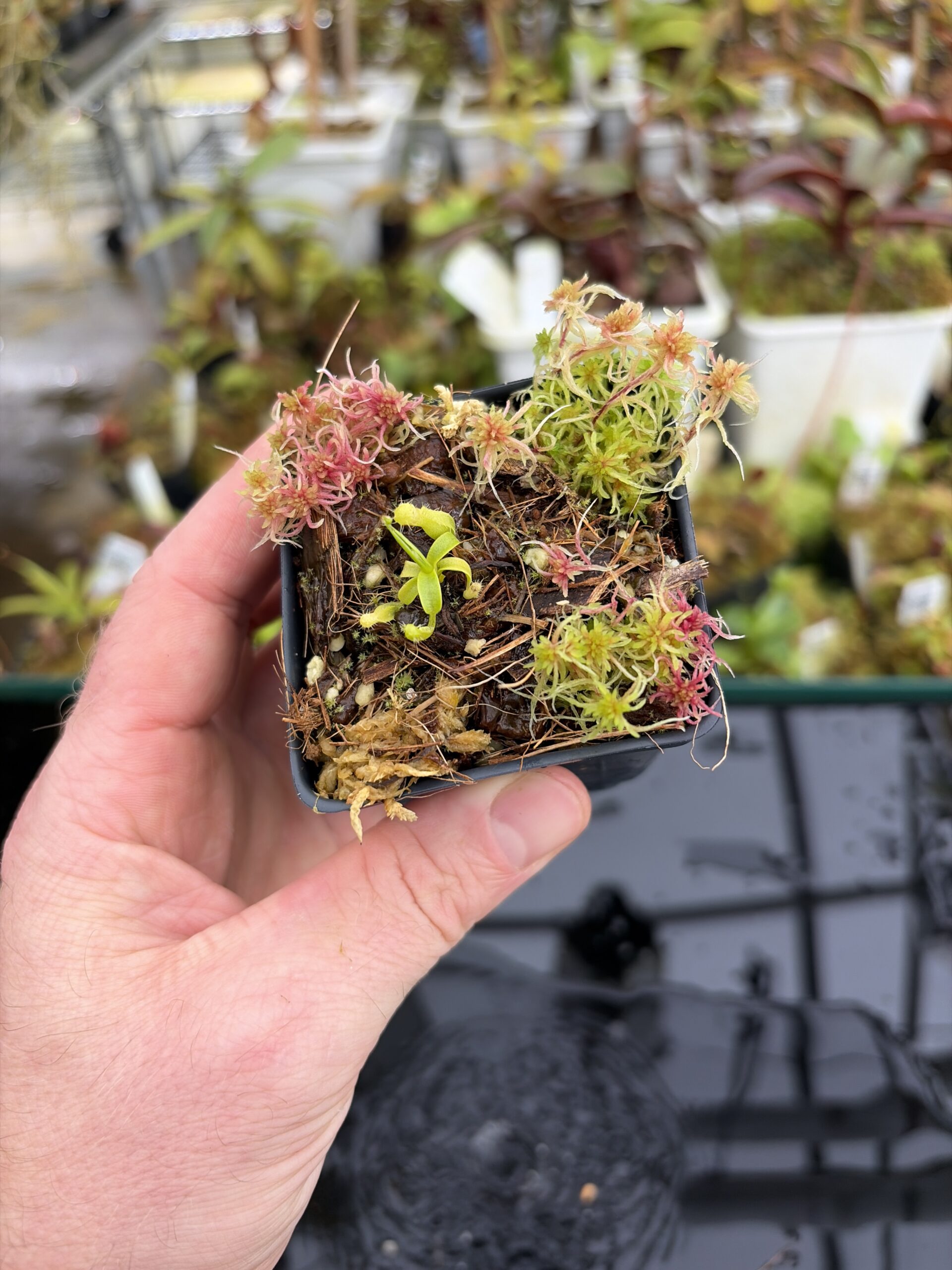 Wide Angle of Nepenthes (diabolica x hamata) x (diabolica x hamata) pod #1 | MIke Smith | Michael Kevin Smith | MKS-430.01 | H27133