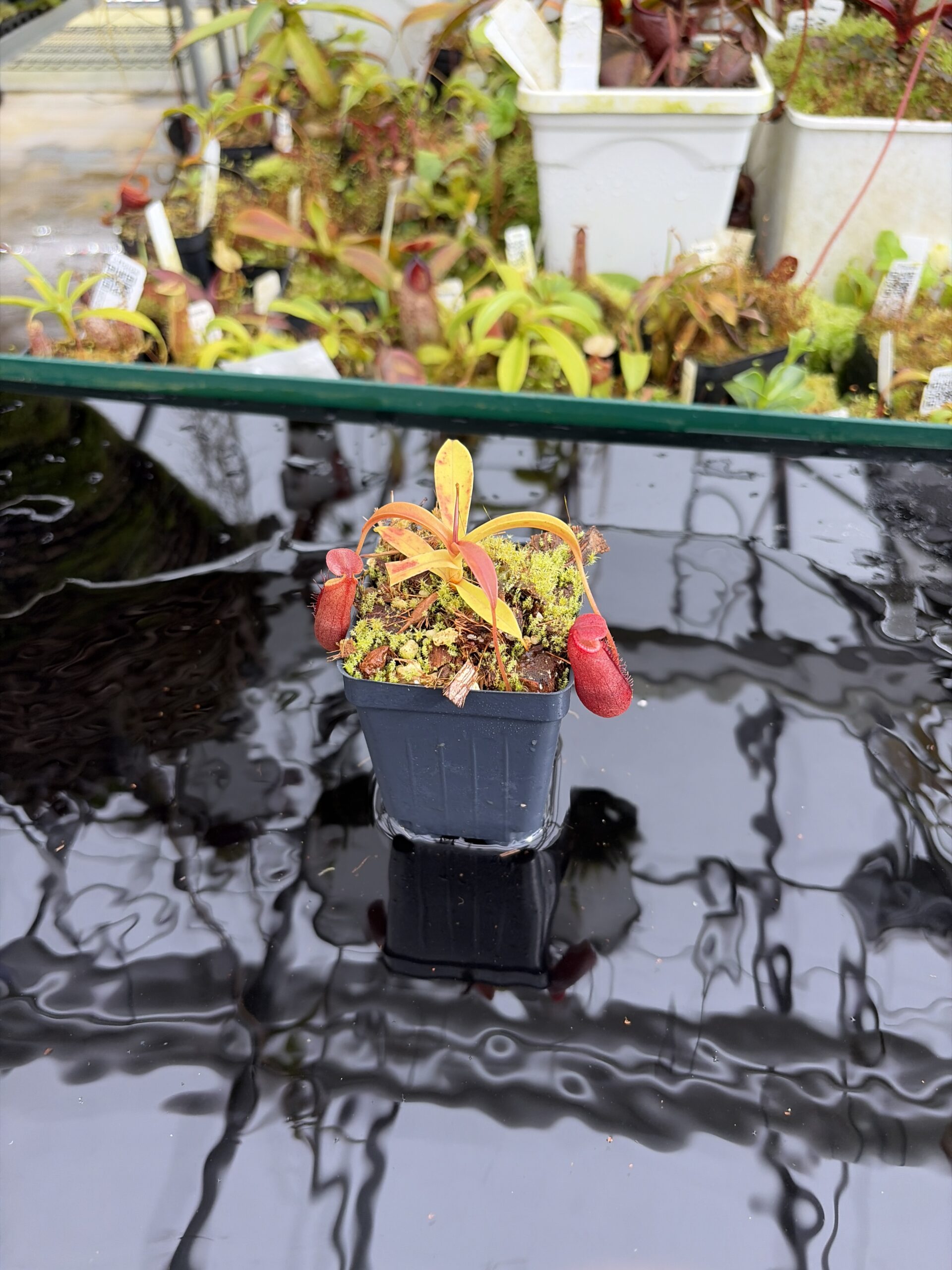 Wide Angle of Nepenthes diatas | Borneo Exotics | BE-3861 | H27112