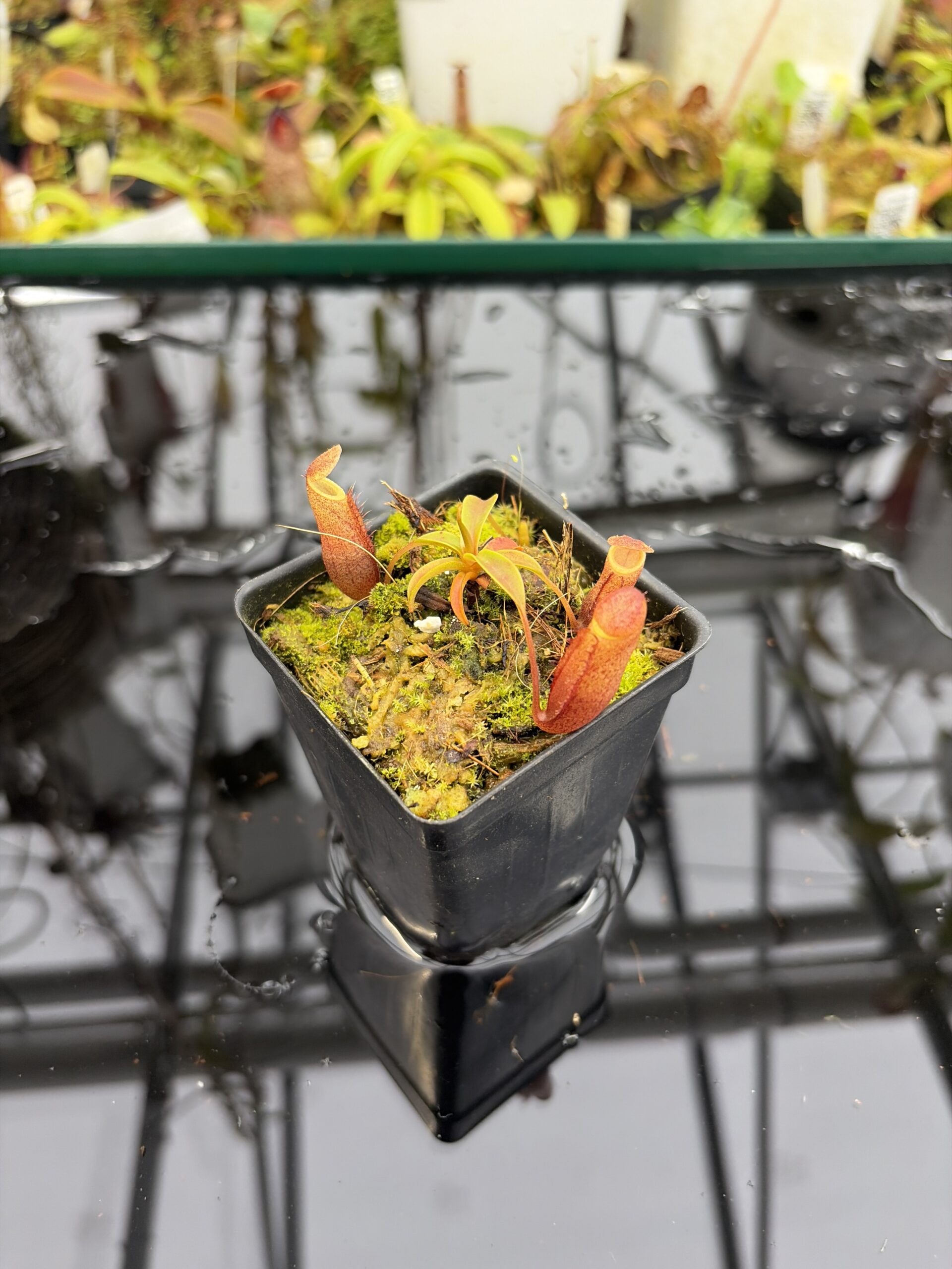 Wide Angle of Nepenthes diatas | Florae Collaborative | FC-219.IC | H27175