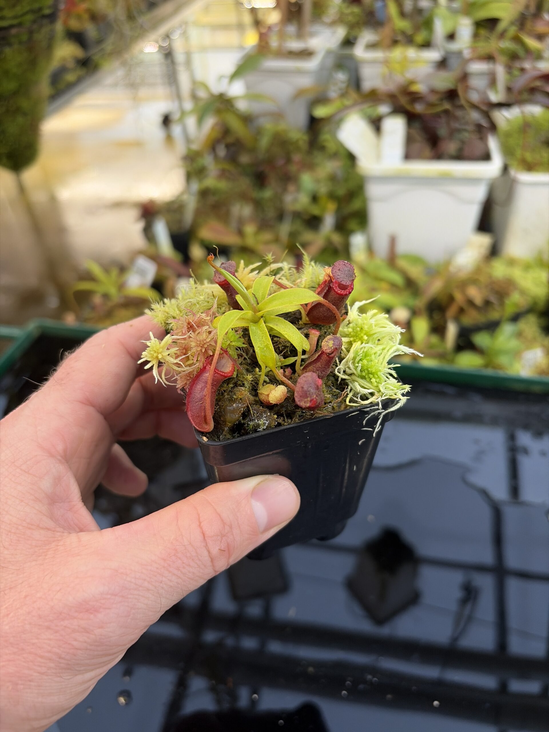 Wide Angle of Nepenthes diatas x villosa | JH | Jeremiah Harris | JH-391.01 | H27318
