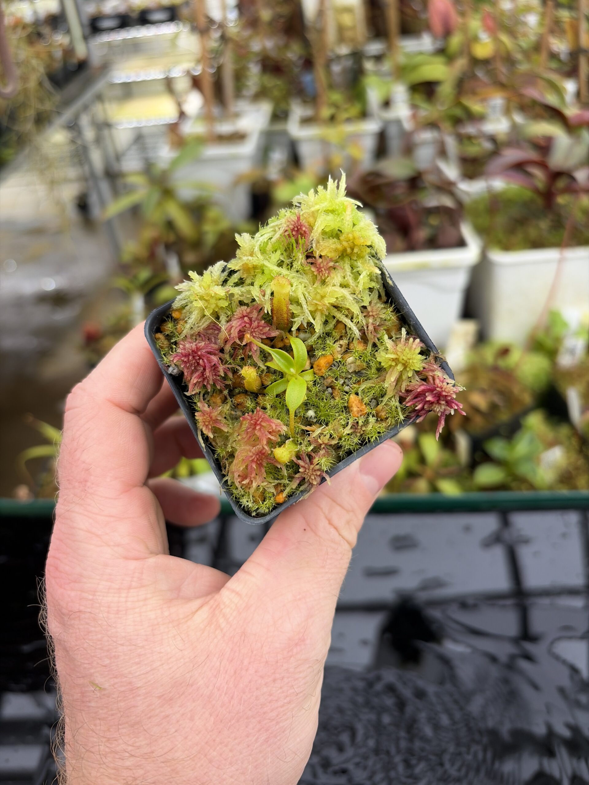 Wide Angle of Nepenthes edwardsiana | Assorted Clones | Jeremiah Harris | JH-458 | H27127