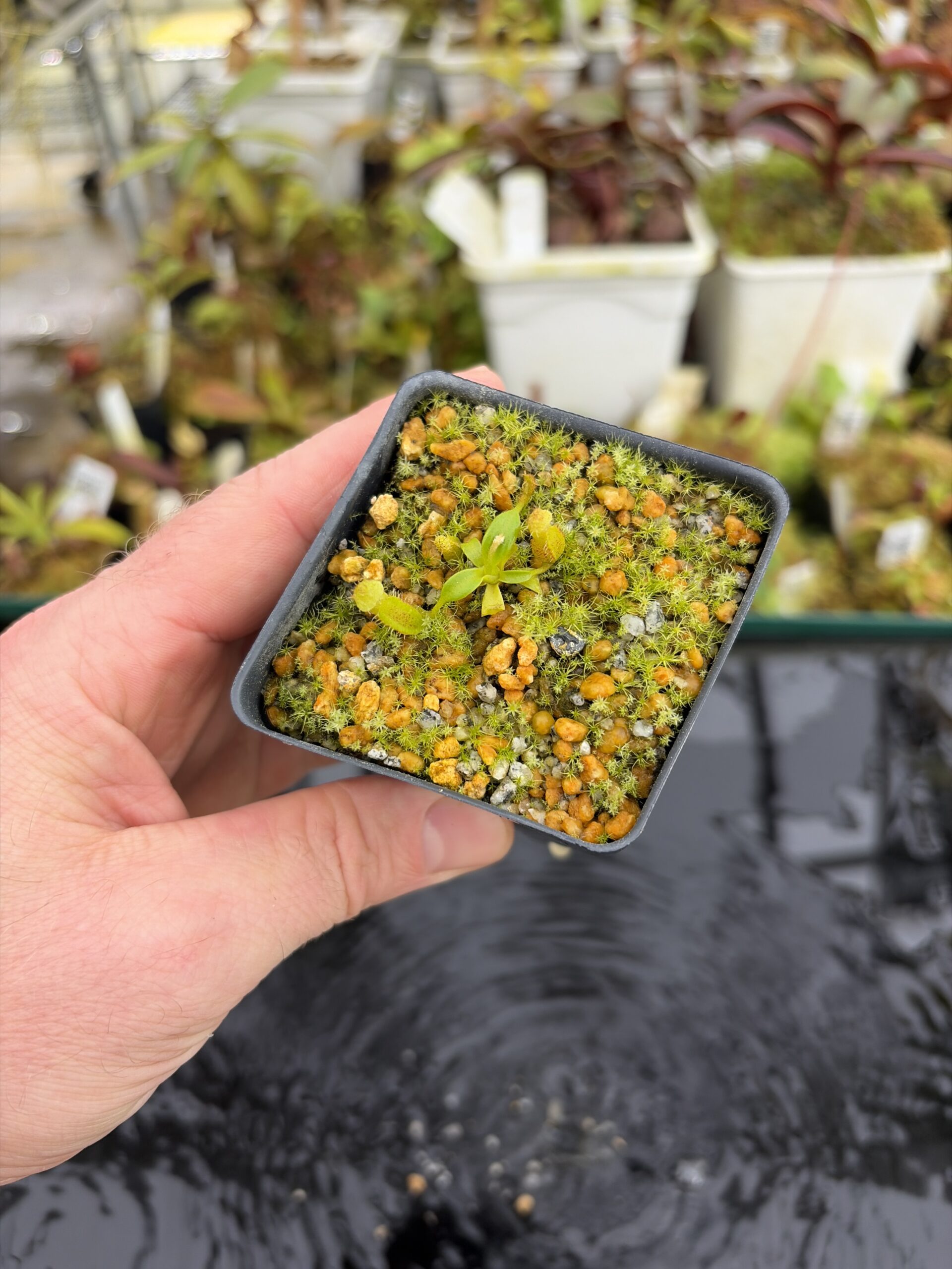 Wide Angle of Nepenthes edwardsiana | Assorted Clones | Jeremiah Harris | JH-458 | H27134