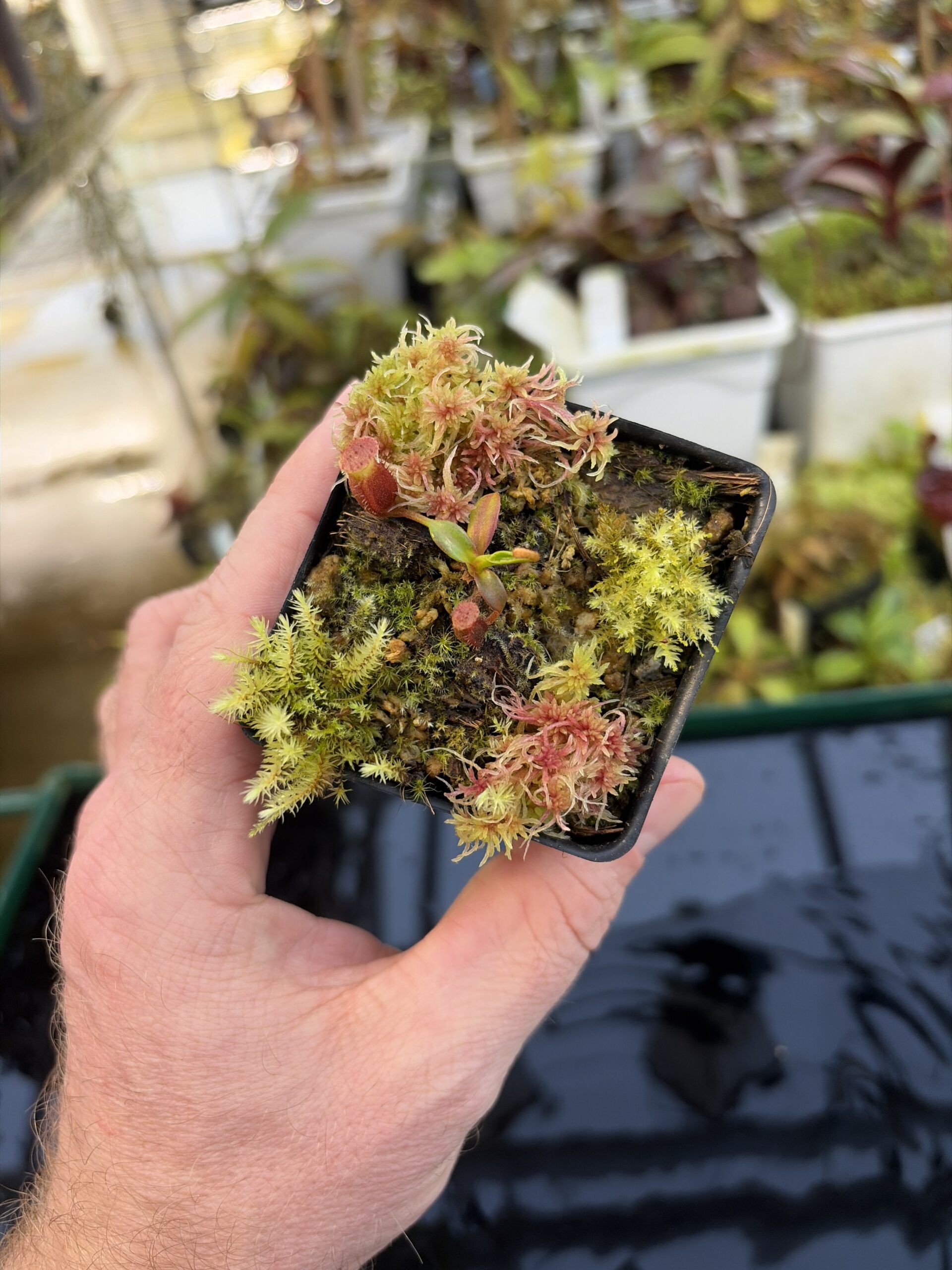 Wide Angle of Nepenthes edwardsiana | Florae | Clone 1 | Florae Collaborative | FC-373.01 | H27315