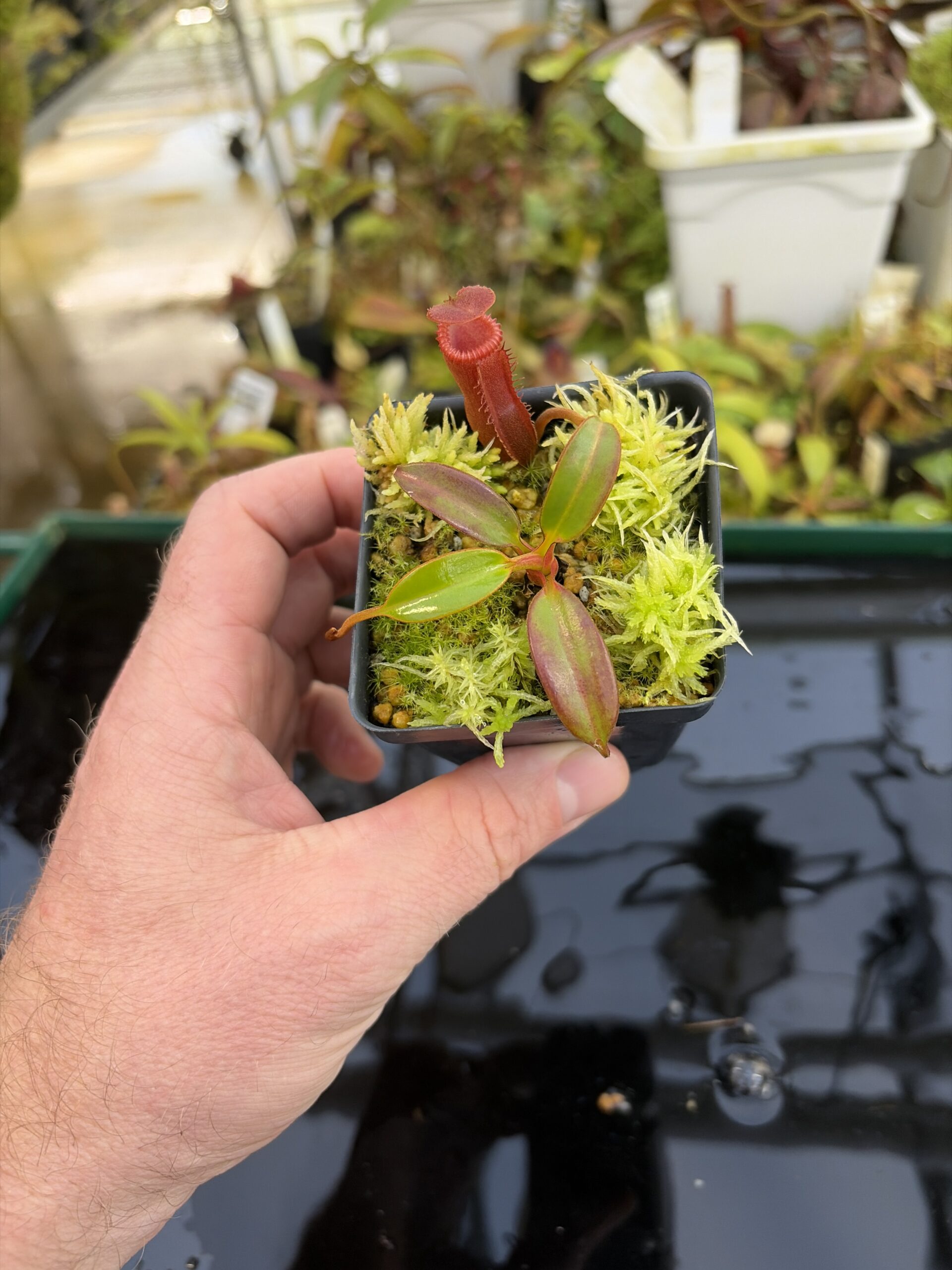 Wide Angle of Nepenthes edwardsiana (Tamb.) | Andreas Wistuba | AW-02 | H27307