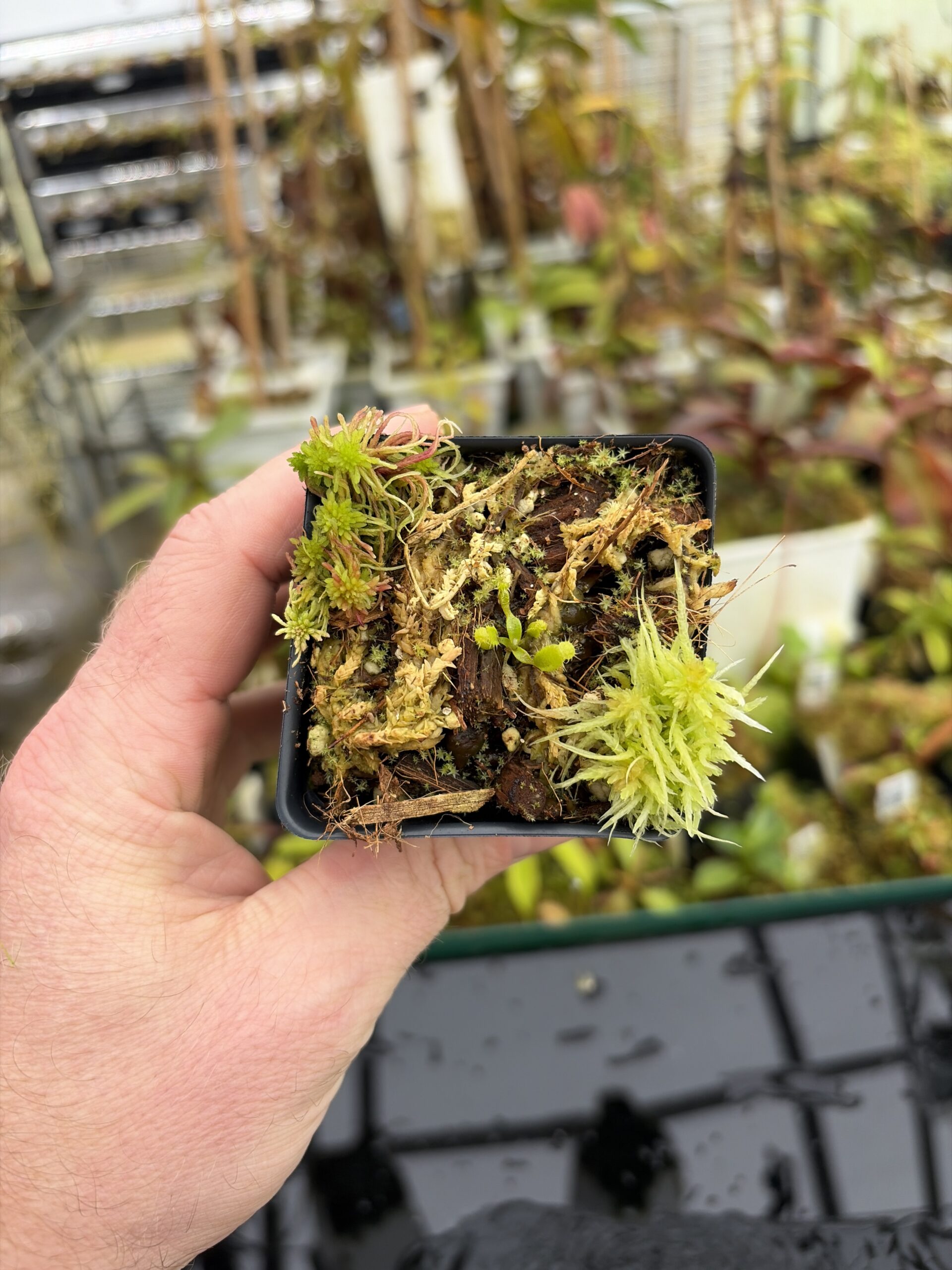 Wide Angle of Nepenthes edwardsiana x fusca (Kemul) | Michael Kevin Smith | MKS-693 | H27130
