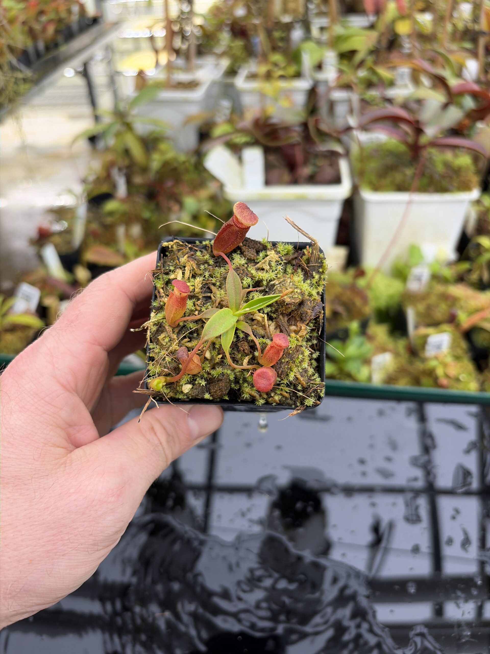 Wide Angle of Nepenthes edwardsiana x jacquelineae | Assorted Clones | Jeremiah Harris | JH-413 | H27169