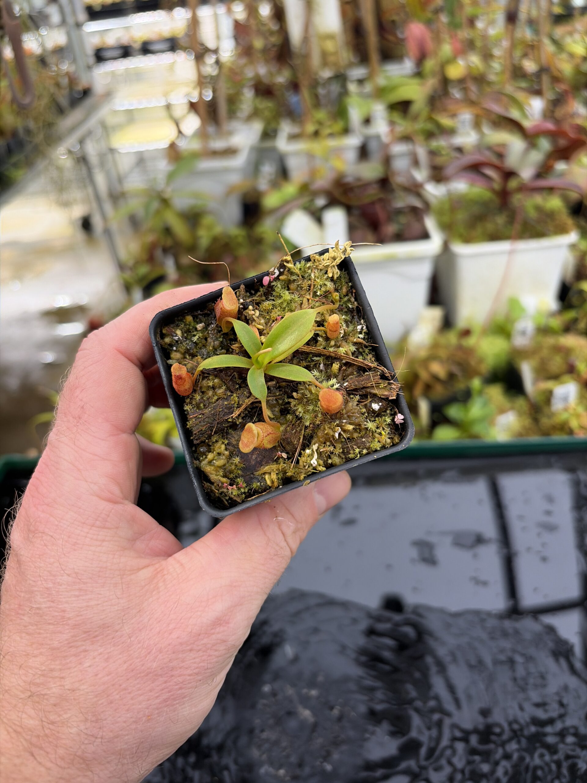 Wide Angle of Nepenthes edwardsiana x jacquelineae | Jeremiah Harris | JH-413.03 | H27189