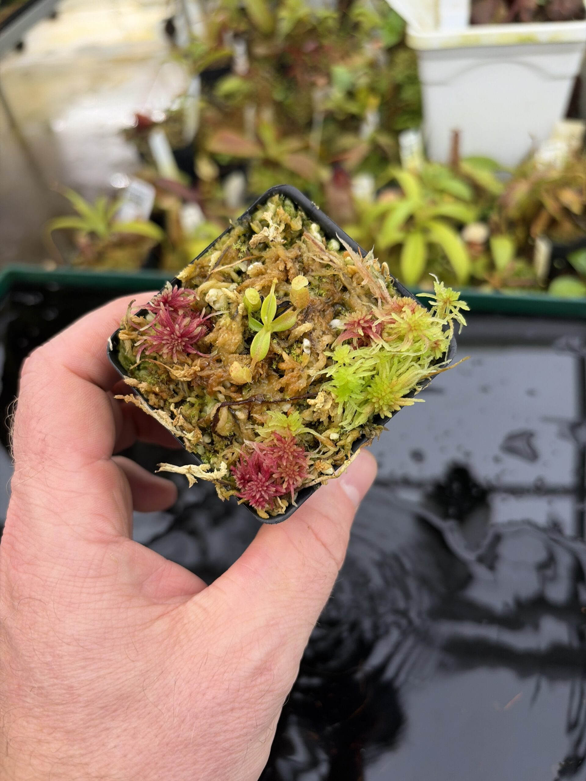 Wide Angle of Nepenthes edwardsiana x leonardoi | Michael Kevin Smith | MKS-691.00 | H27173