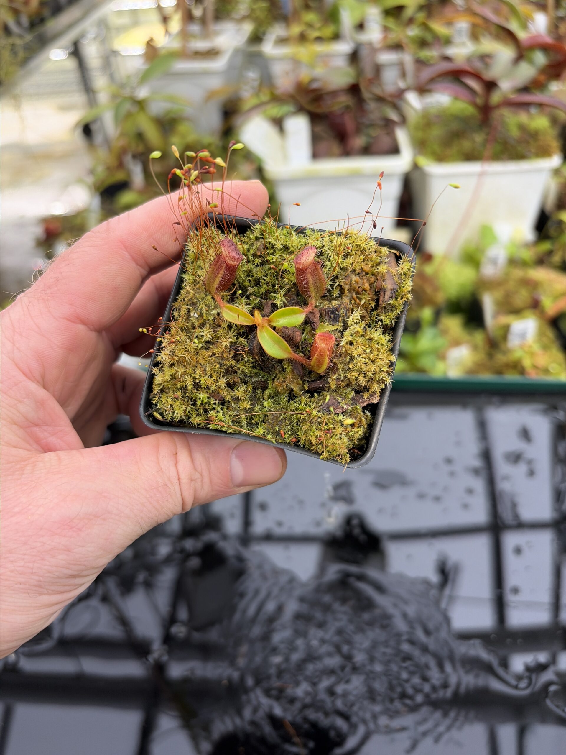 Wide Angle of Nepenthes ephippiata Hose Mountains | Jeremiah Harris | JH-045.02 | H27180