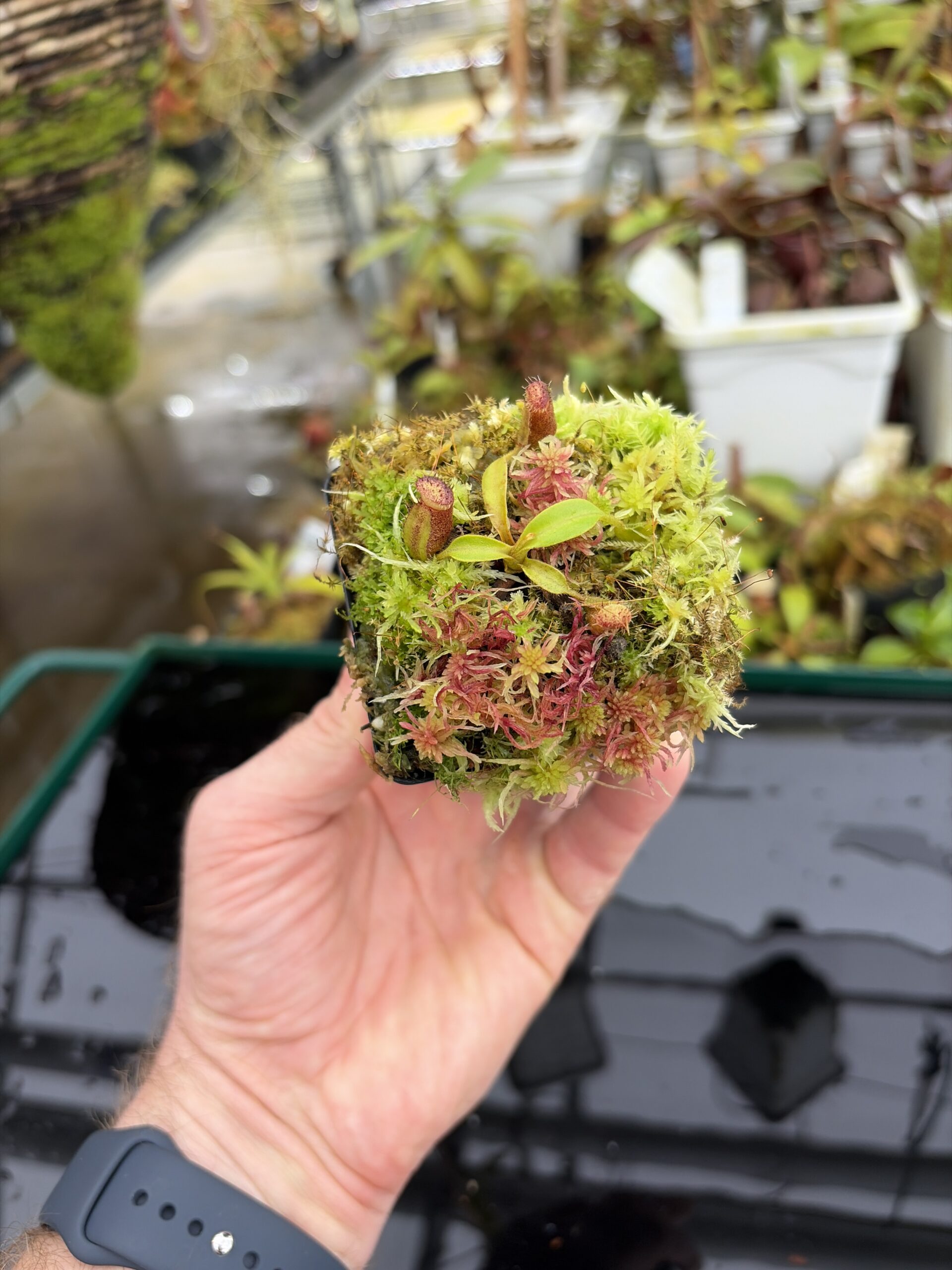Wide Angle of Nepenthes ephippiata Hose Mountains | Jeremiah Harris | JH-045.03 | H27141