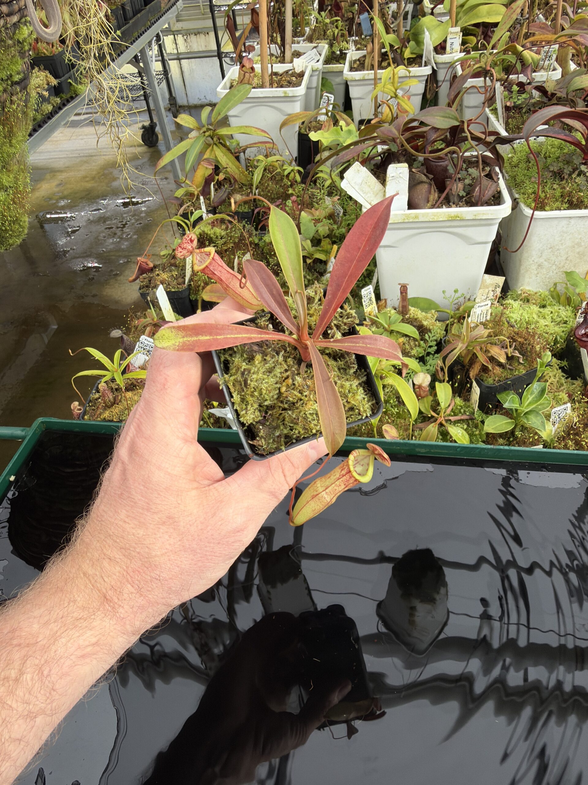 Wide Angle of Nepenthes eustachya x tenuis | Borneo Exotics | BE-3971 | IN27363