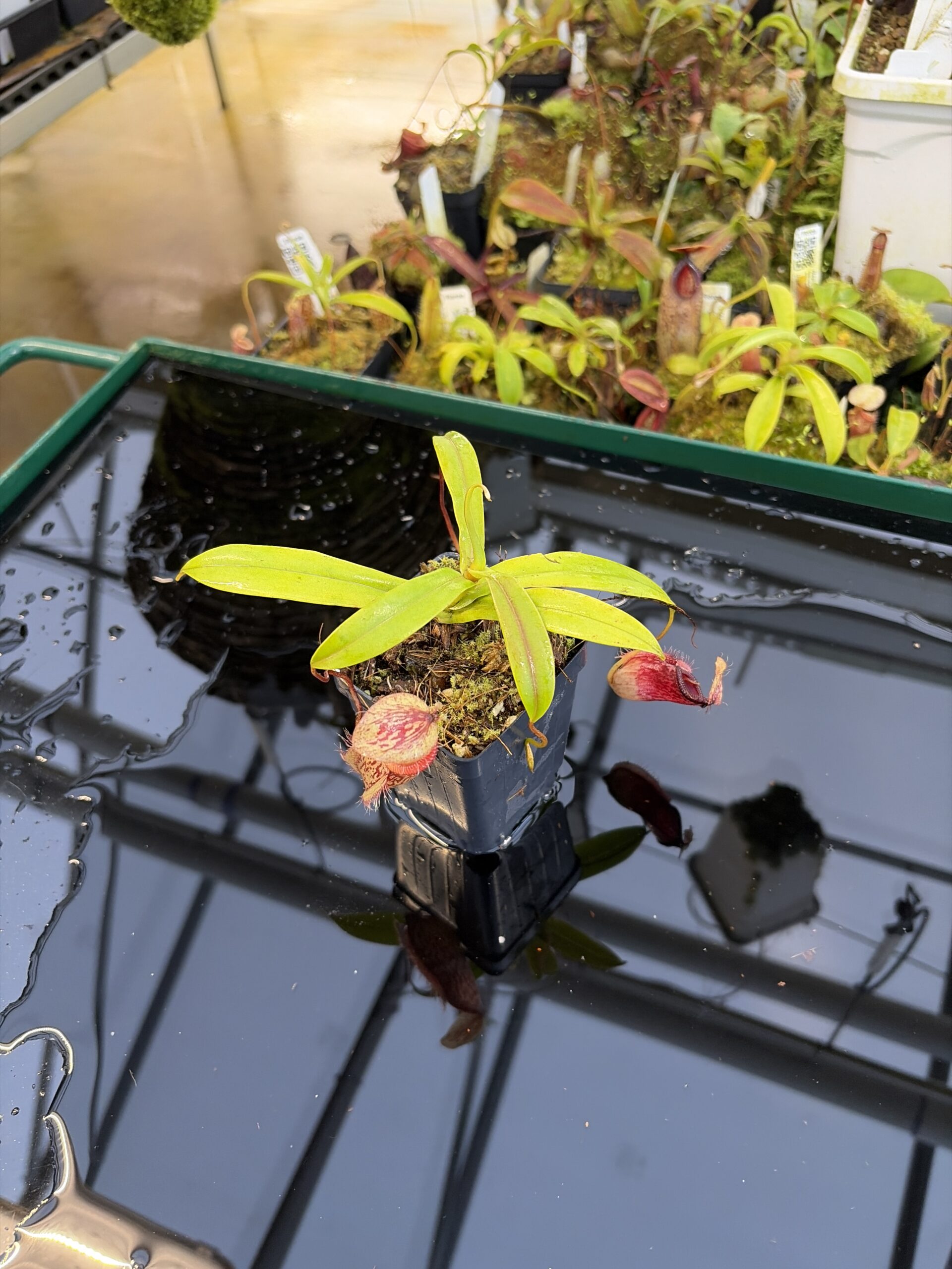 Wide Angle of Nepenthes glabrata x hamata | Borneo Exotics | BE-3912 | H27073