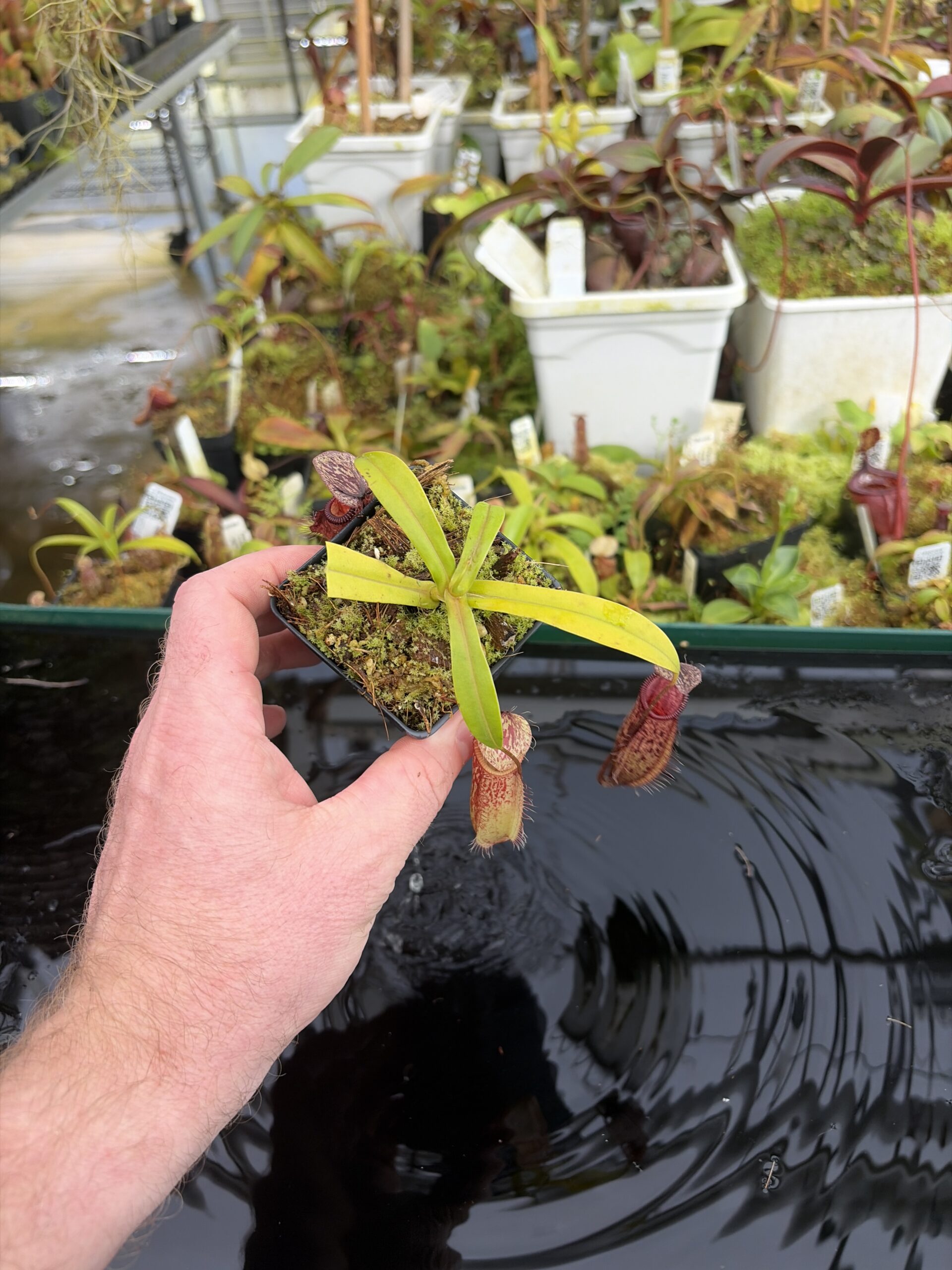 Wide Angle of Nepenthes glabrata x hamata | Borneo Exotics | BE-3912 | H27400