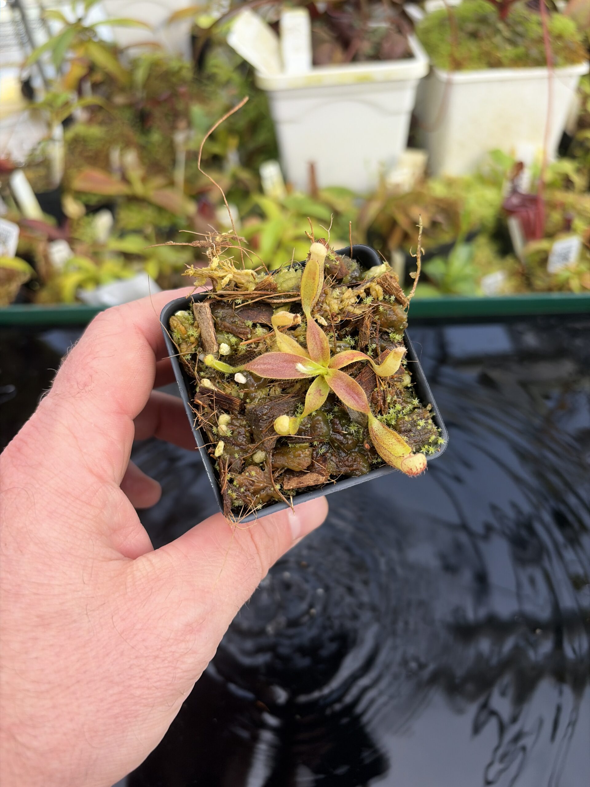 Wide Angle of Nepenthes glandulifera (Hort.) | Assorted Clones | Jeremiah Harris | JH-495 | H27414