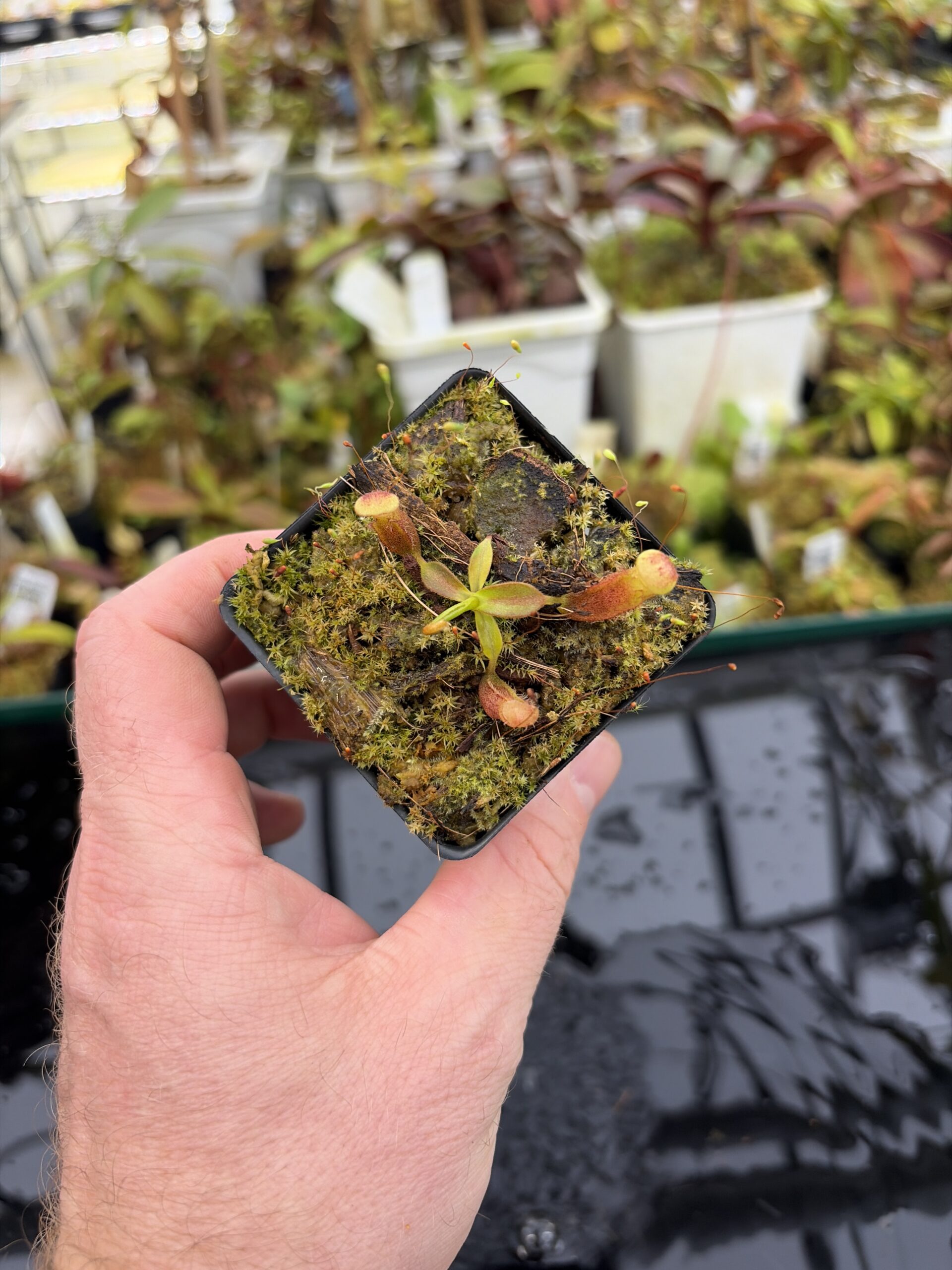 Wide Angle of Nepenthes glandulifera x edwardsiana | Florae Collaborative | FC-097.04 | H27177