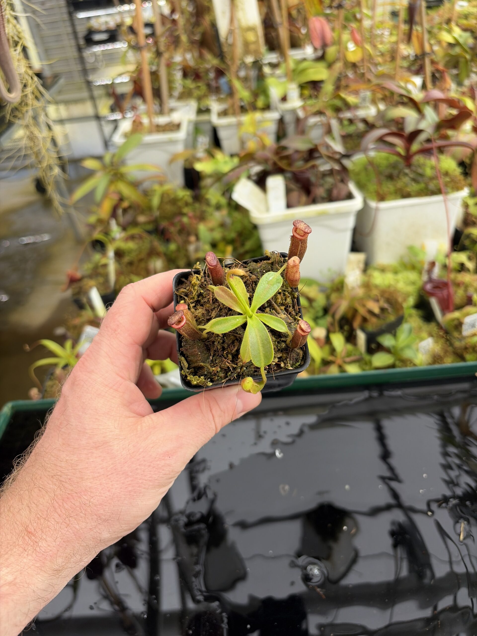 Wide Angle of Nepenthes glandulifera x xtrusmadiensis | Florae Collaborative | FC-171.03 | IN27348