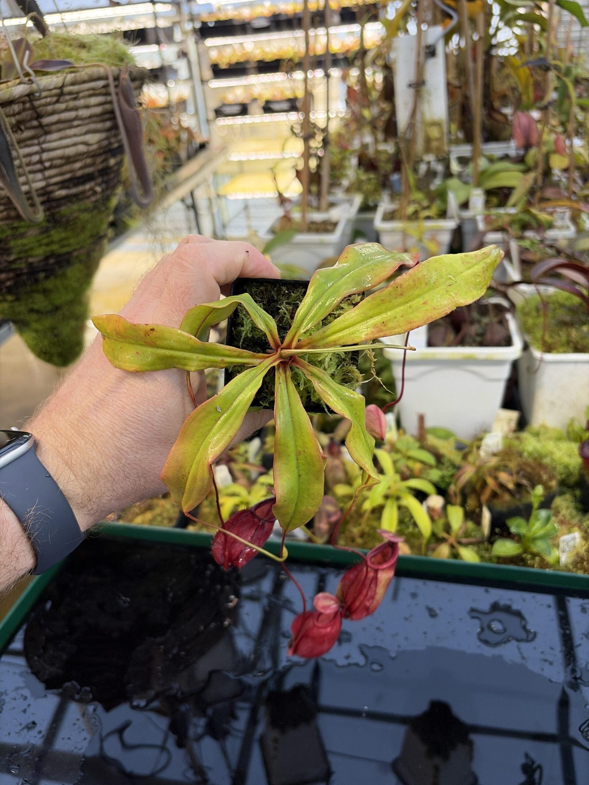 Wide Angle of Nepenthes (globosa 'Klom' x globosa 'B11') x open pollinated | Manny Herrera | MH-SG | L27263