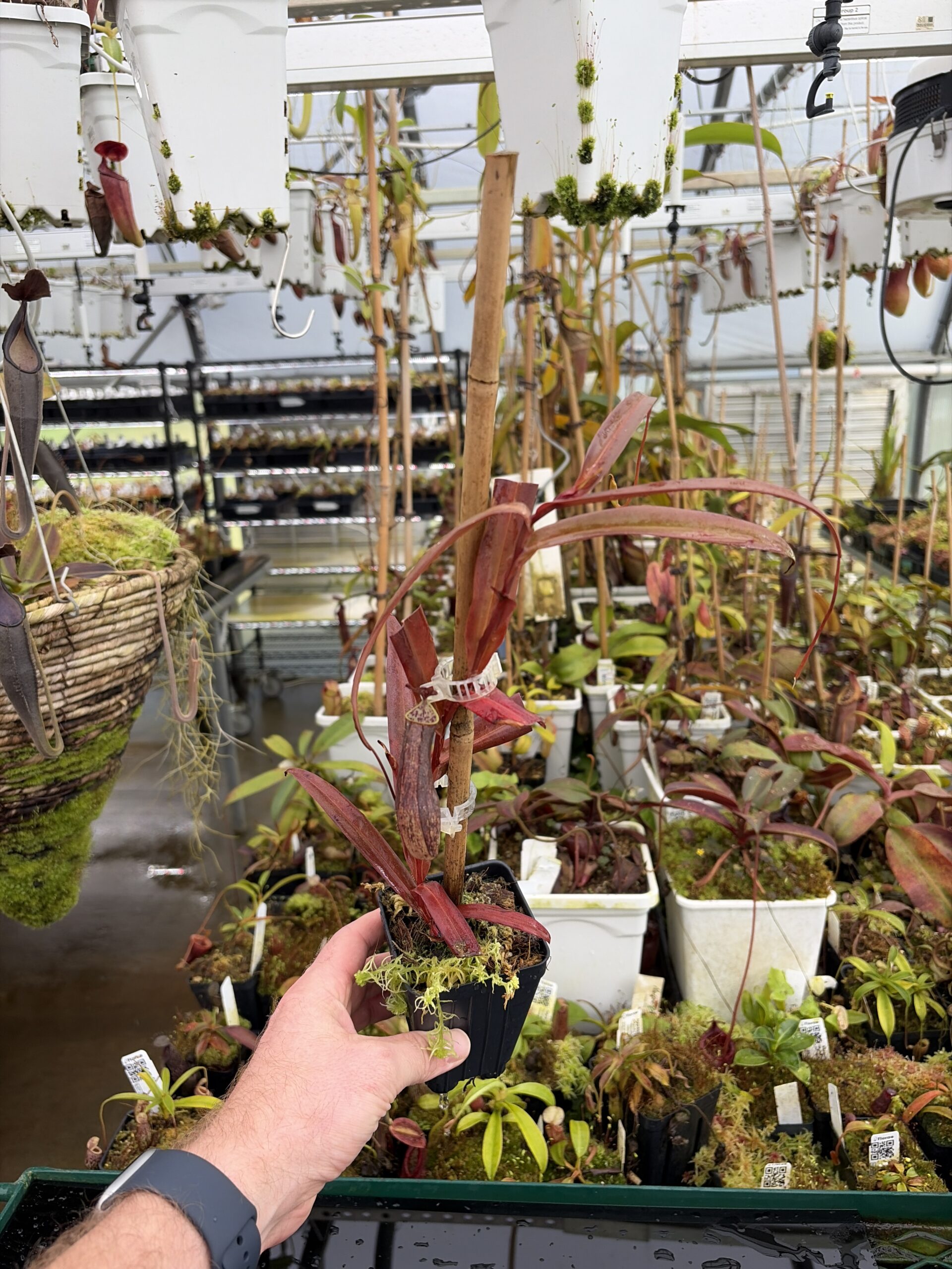 Wide Angle of Nepenthes gracilis | Borneo Exotics | BE-4060 | L27036