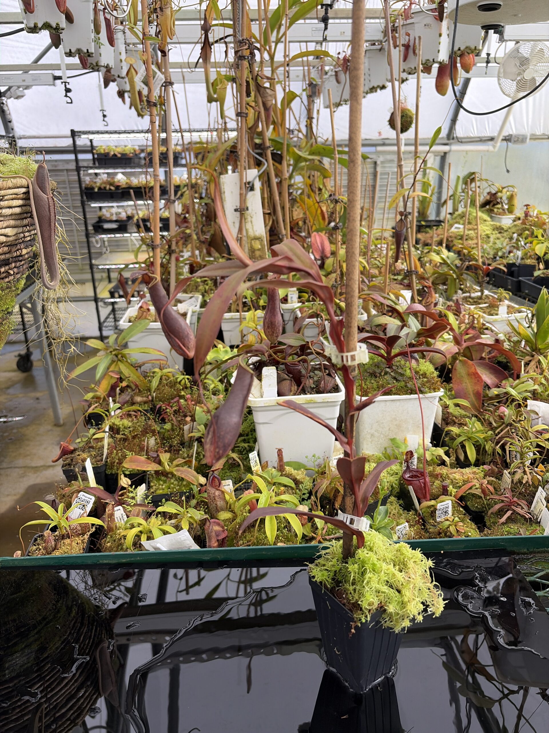 Wide Angle of Nepenthes gracilis | Borneo Exotics | BE-4060 | L27334