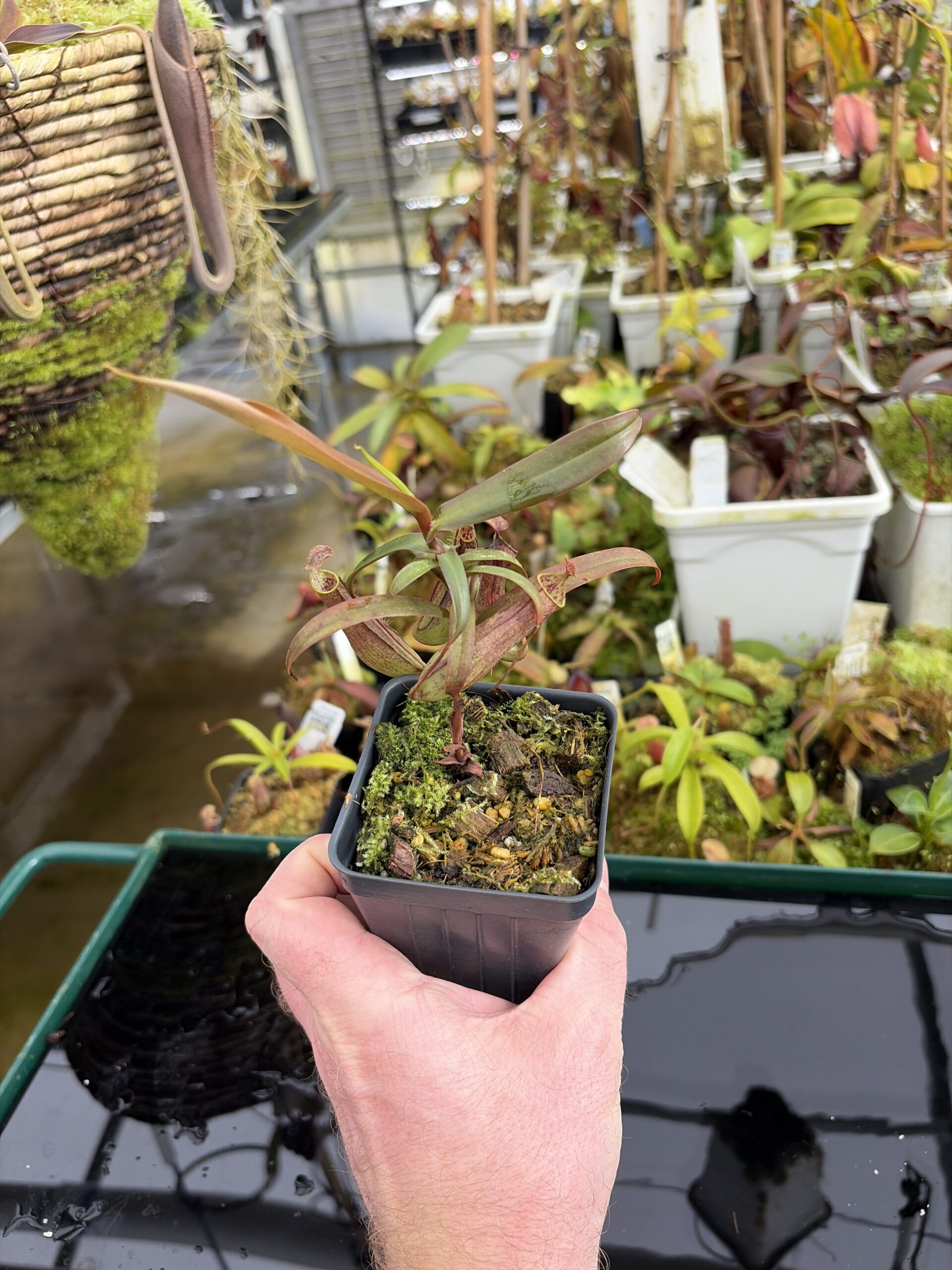 Wide Angle of Nepenthes gracilis | Borneo Exotics | BE-4060 | L27339