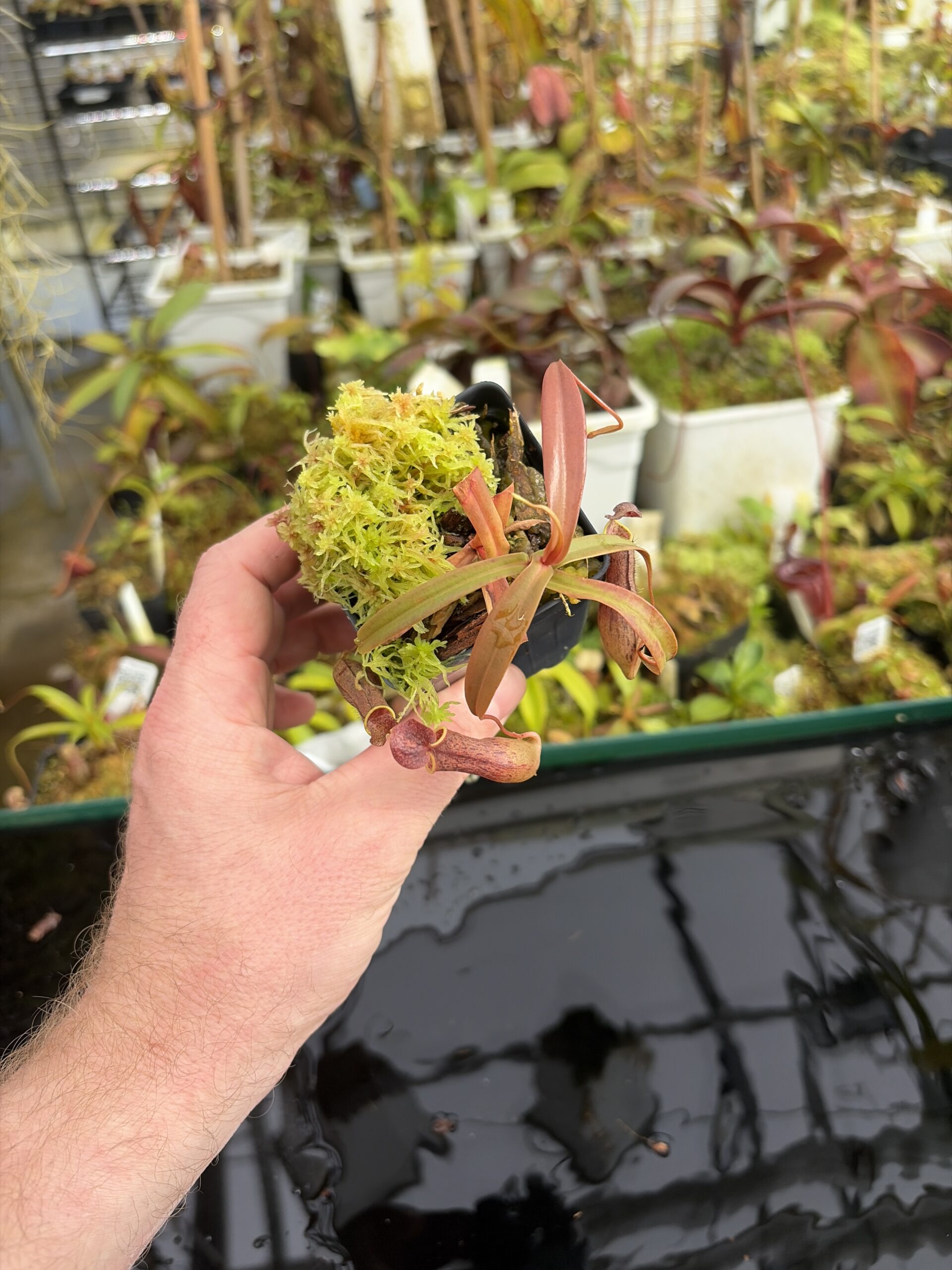 Wide Angle of Nepenthes gracilis | Borneo Exotics | BE-4611 | L27378