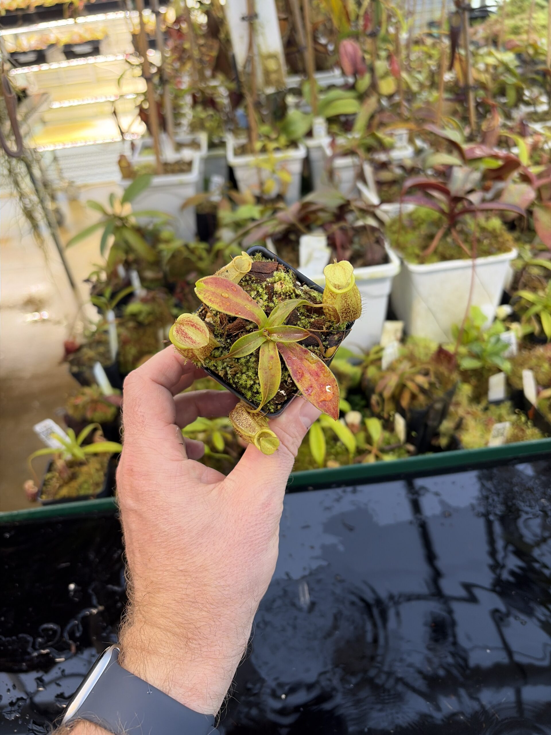 Wide Angle of Nepenthes gymnamphora | Borneo Exotics | BE-4059 | H27087