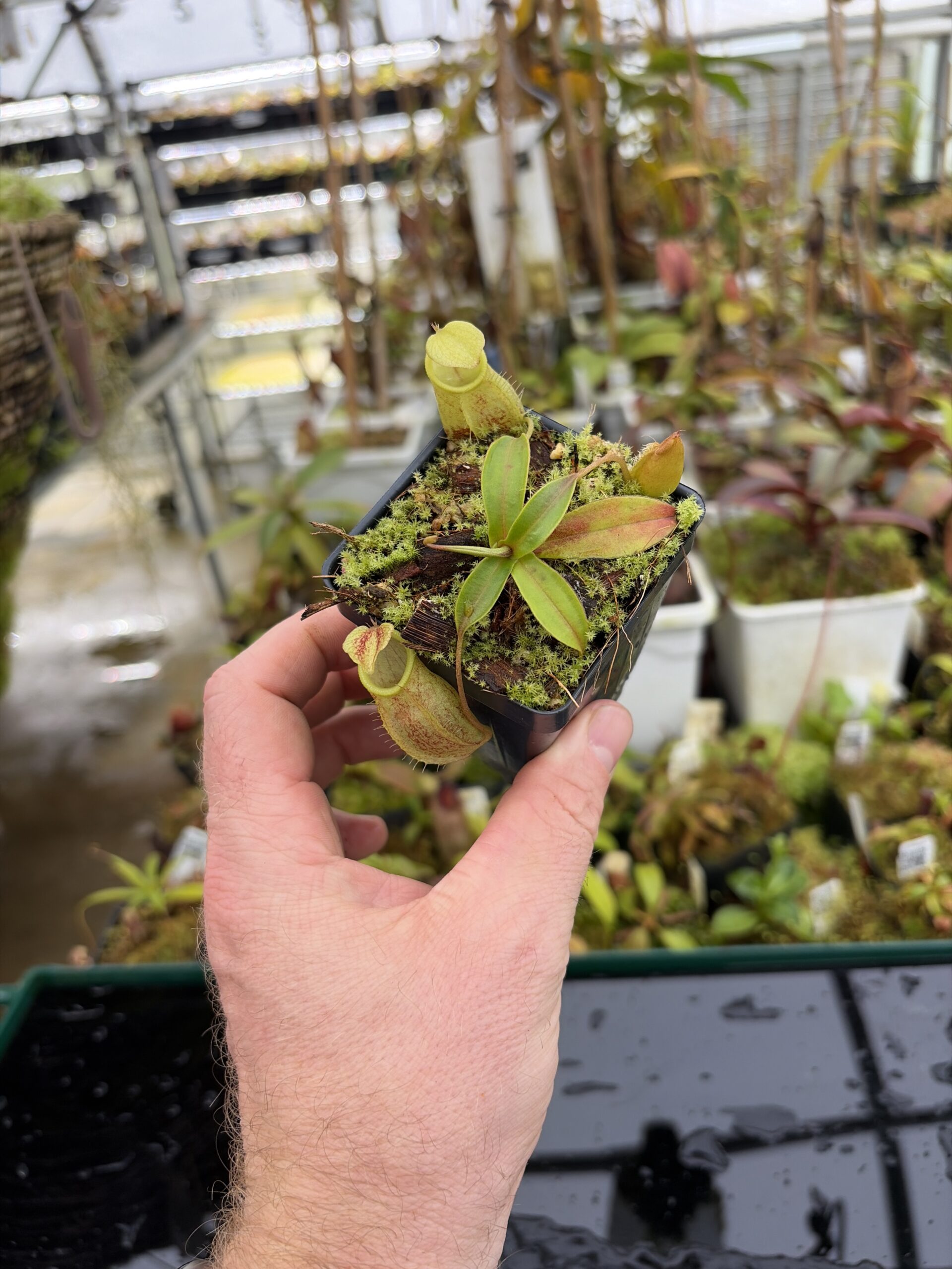 Wide Angle of Nepenthes gymnamphora | Borneo Exotics | BE-4059 | H27164