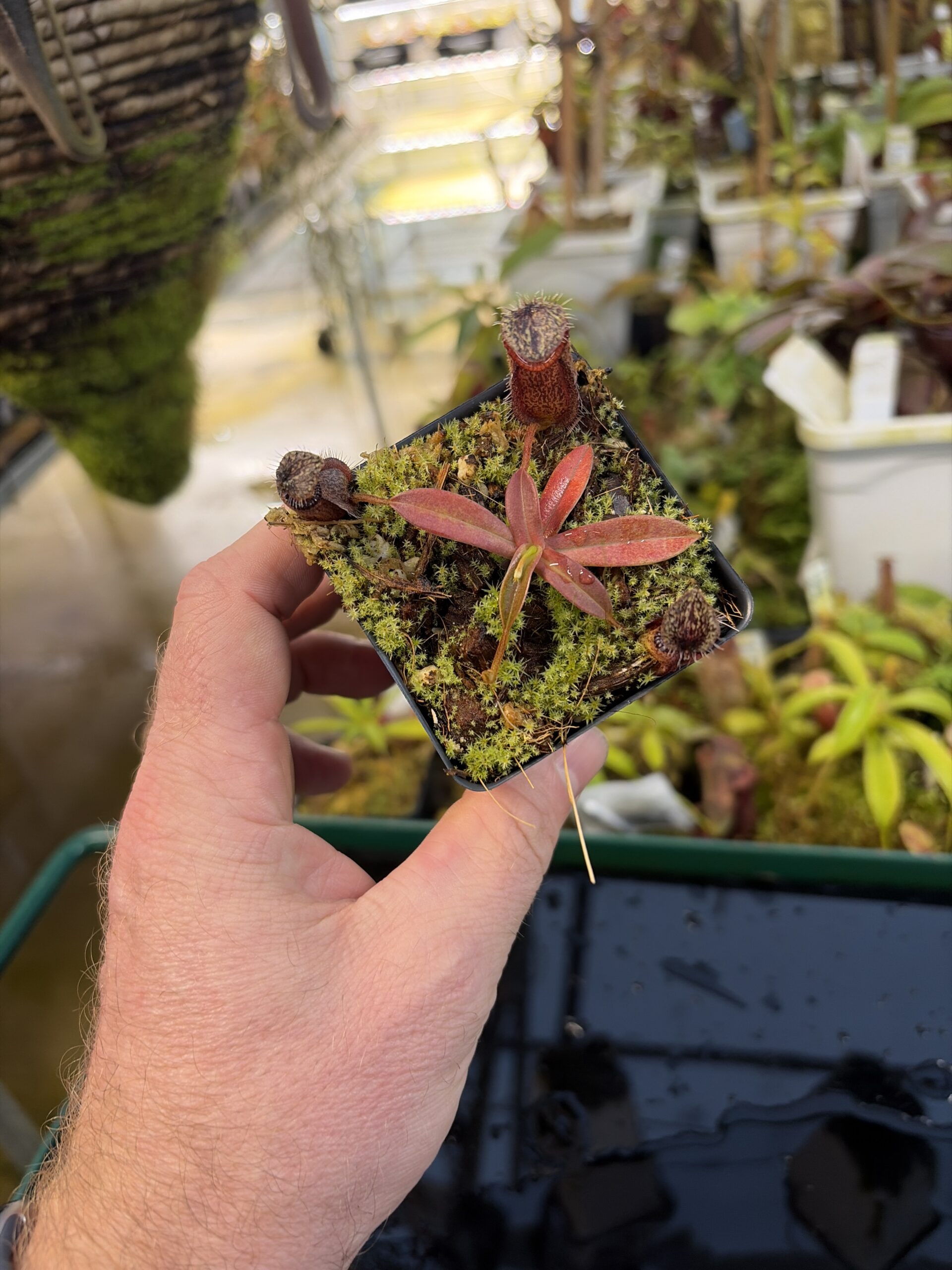 Wide Angle of Nepenthes hamata | Borneo Exotics | BE-3975 | H27288