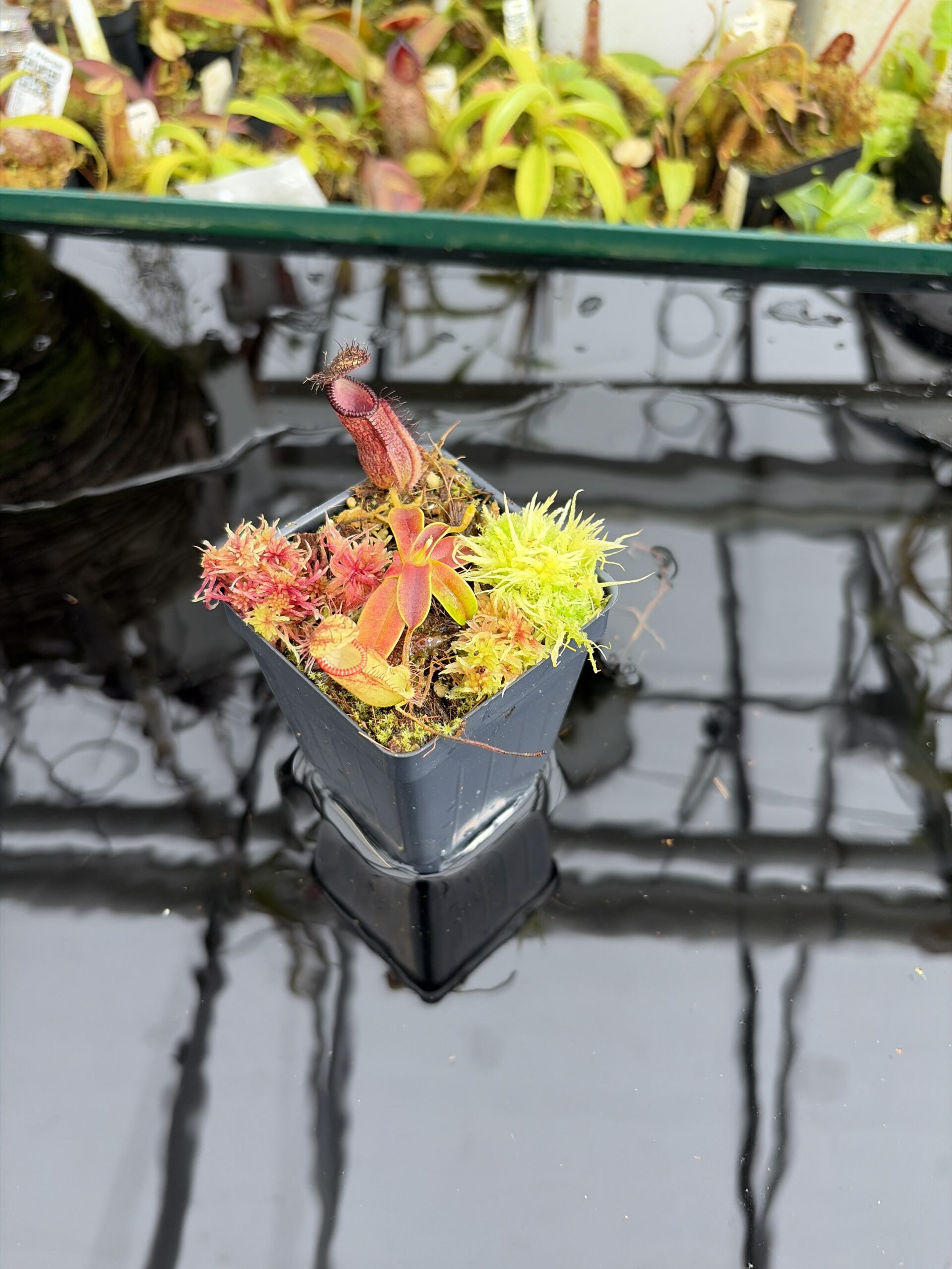Wide Angle of Nepenthes hamata (Gunung Lumut Sulawesi) | Andreas Wistuba | AW-ISC | H27115