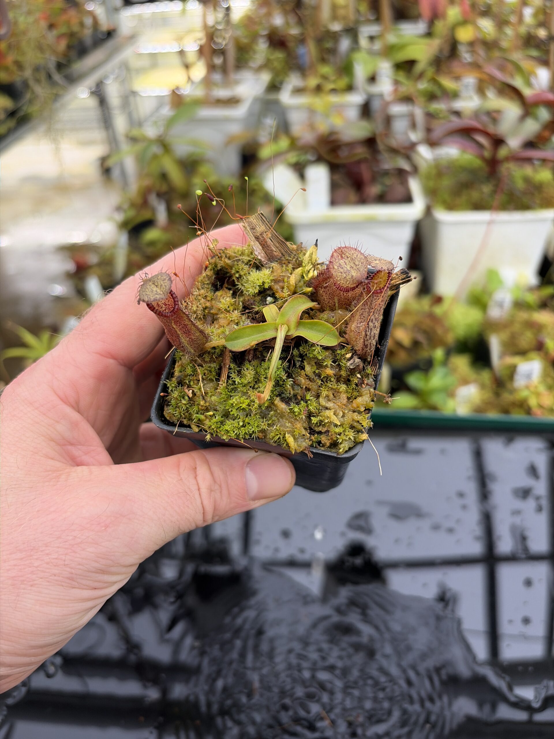 Wide Angle of Nepenthes hamata (Katopasa) | Clone 2 | Jeremiah Harris | JH-337.02 | H27176