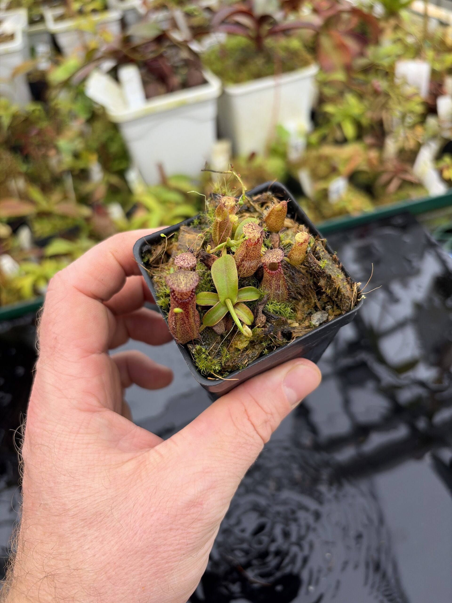 Wide Angle of Nepenthes hamata (Katopasa) | Clone 2 | Jeremiah Harris | JH-337.02 | H27178