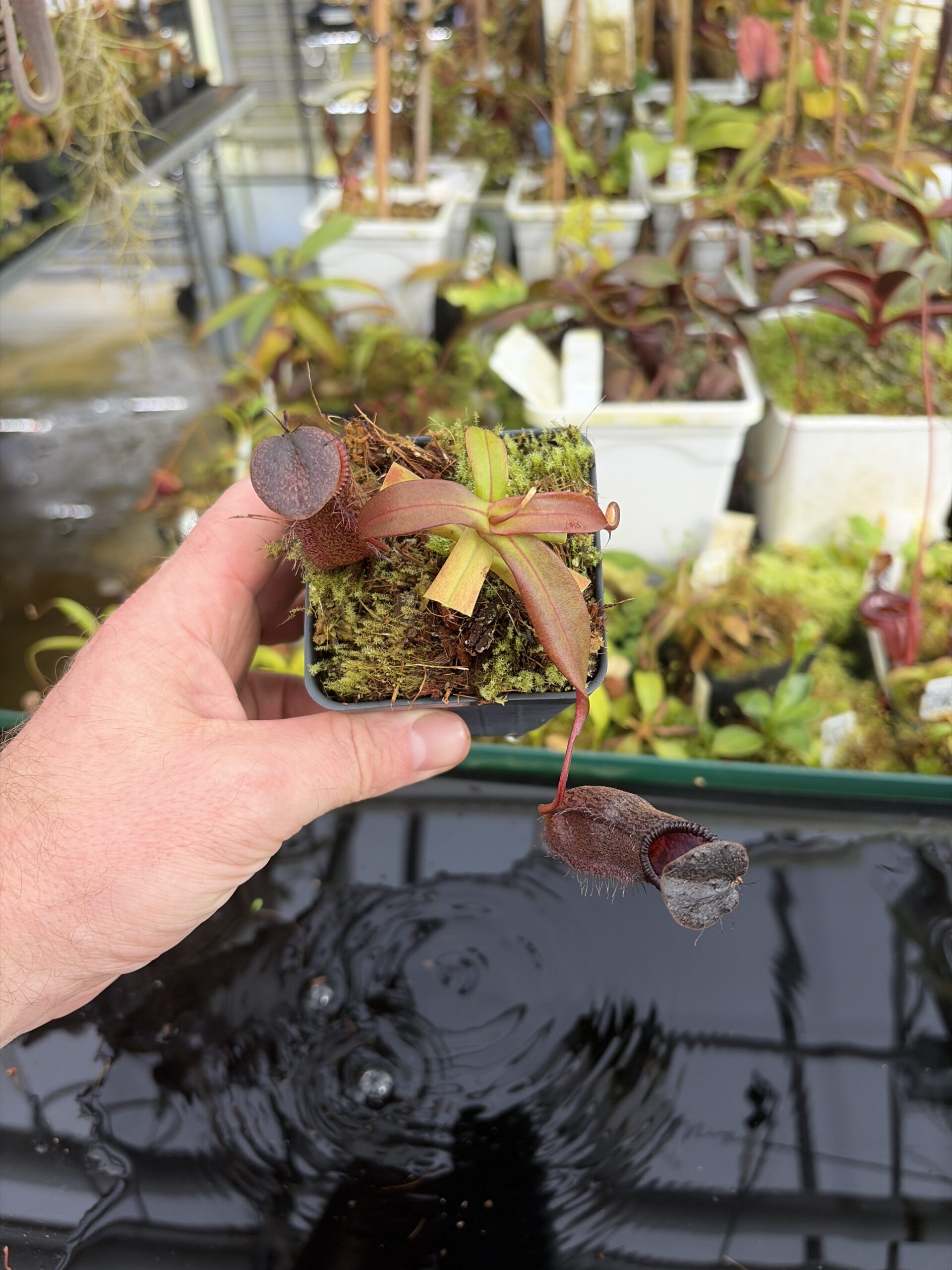 Wide Angle of Nepenthes hamata x gymnamphora | Borneo Exotics | BE-4553 | H27393