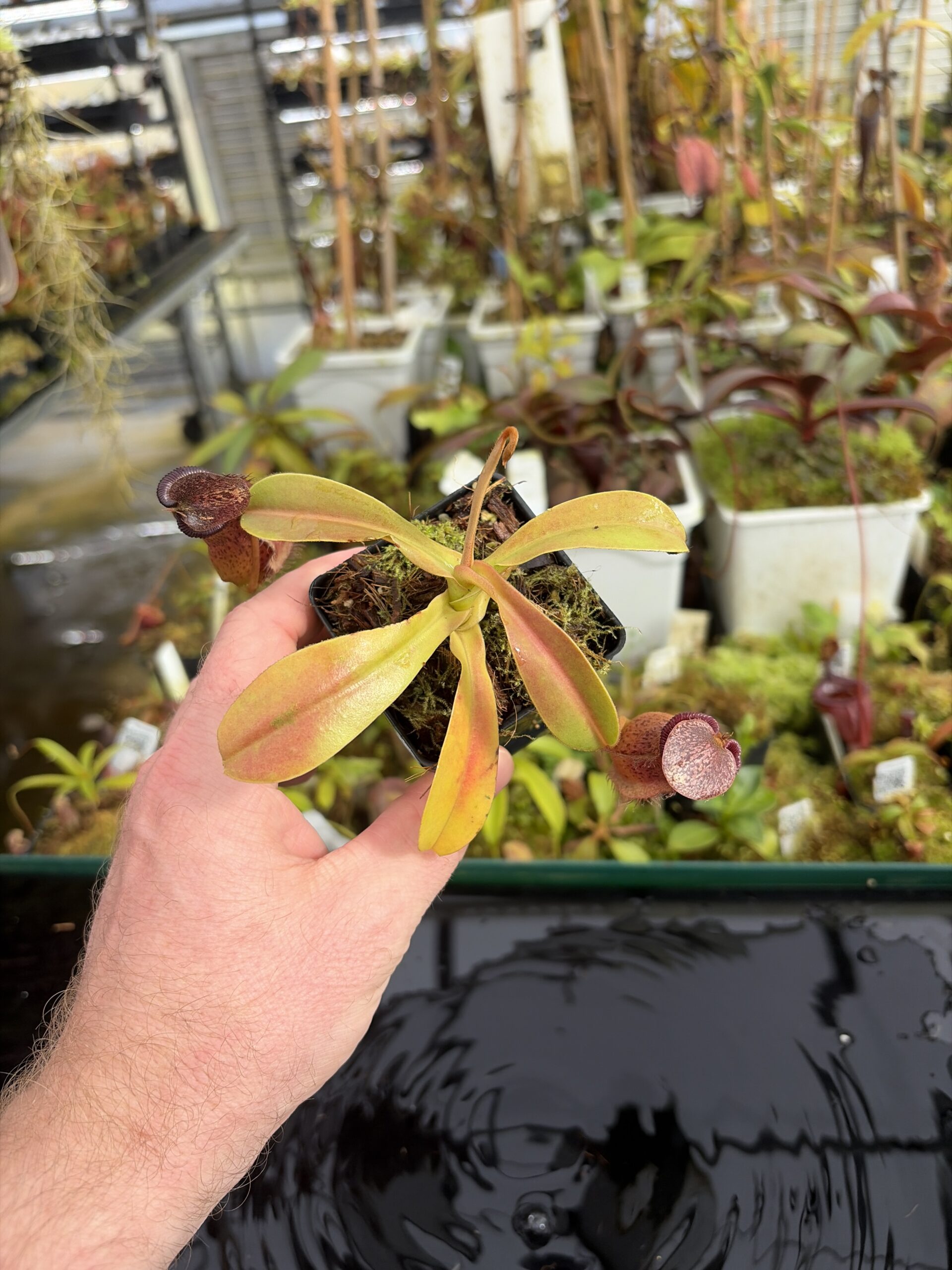 Wide Angle of Nepenthes hamata x (veitchii x lowii) | Borneo Exotics | BE-4057 | IN27371