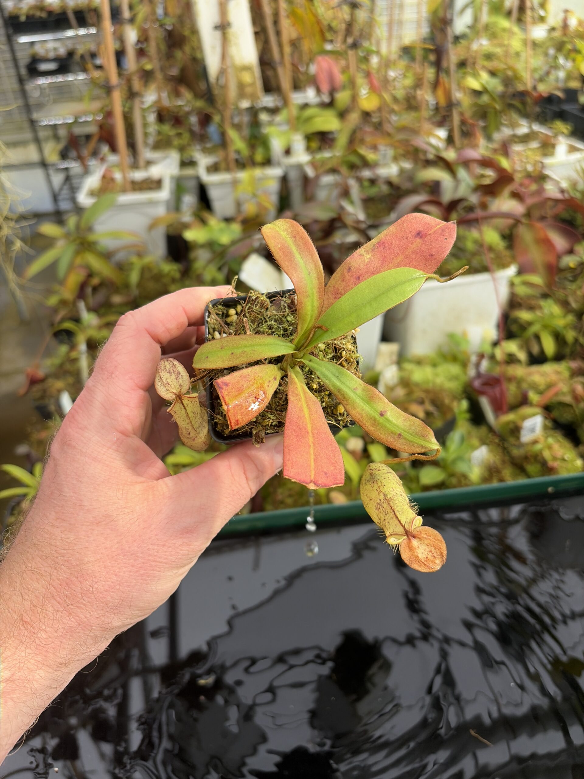 Wide Angle of Nepenthes hirsuta | Borneo Exotics | BE-3083 | IN27361