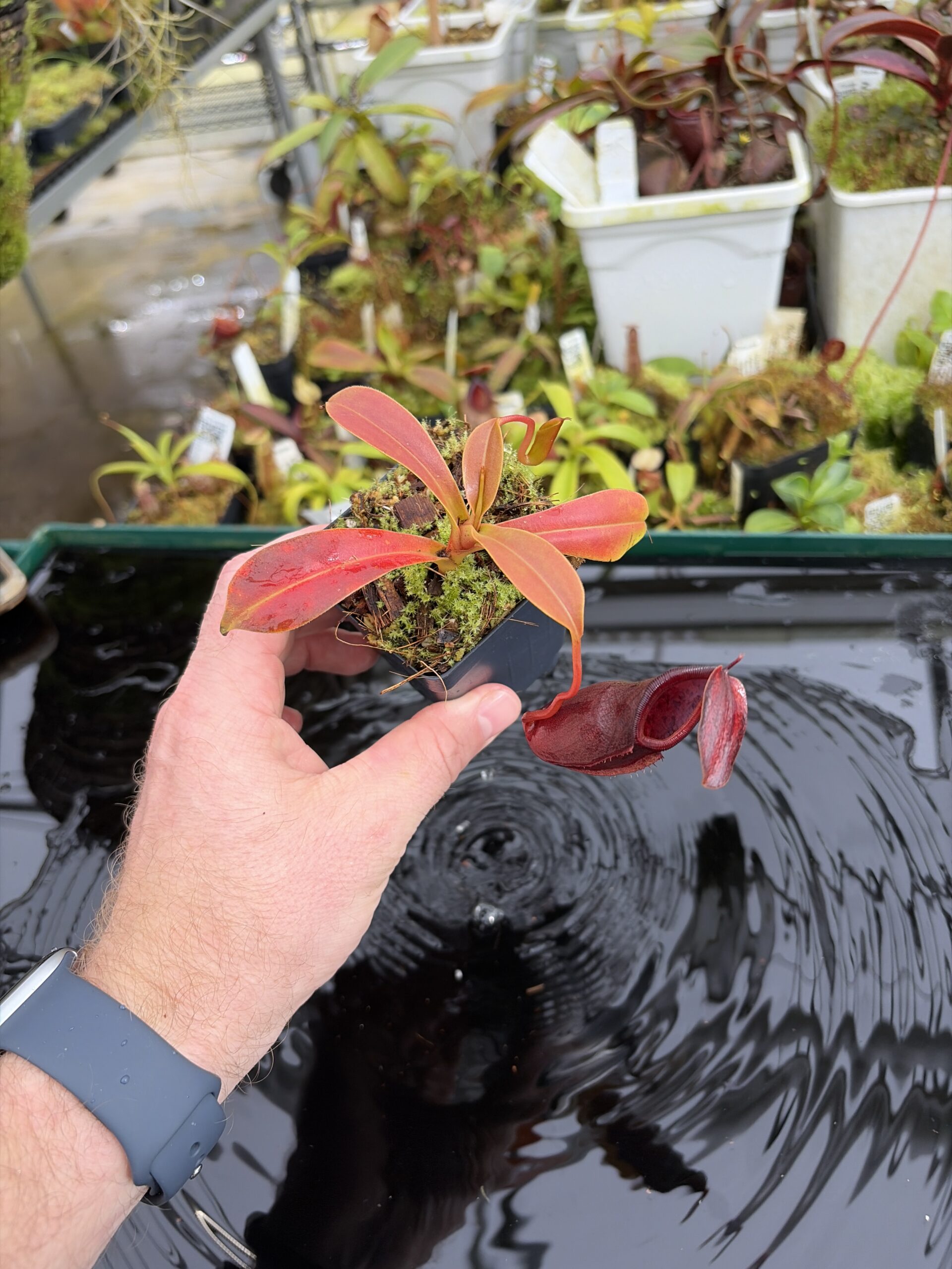 Wide Angle of Nepenthes inermis x bongso | Borneo Exotics | BE-3897 | H27111