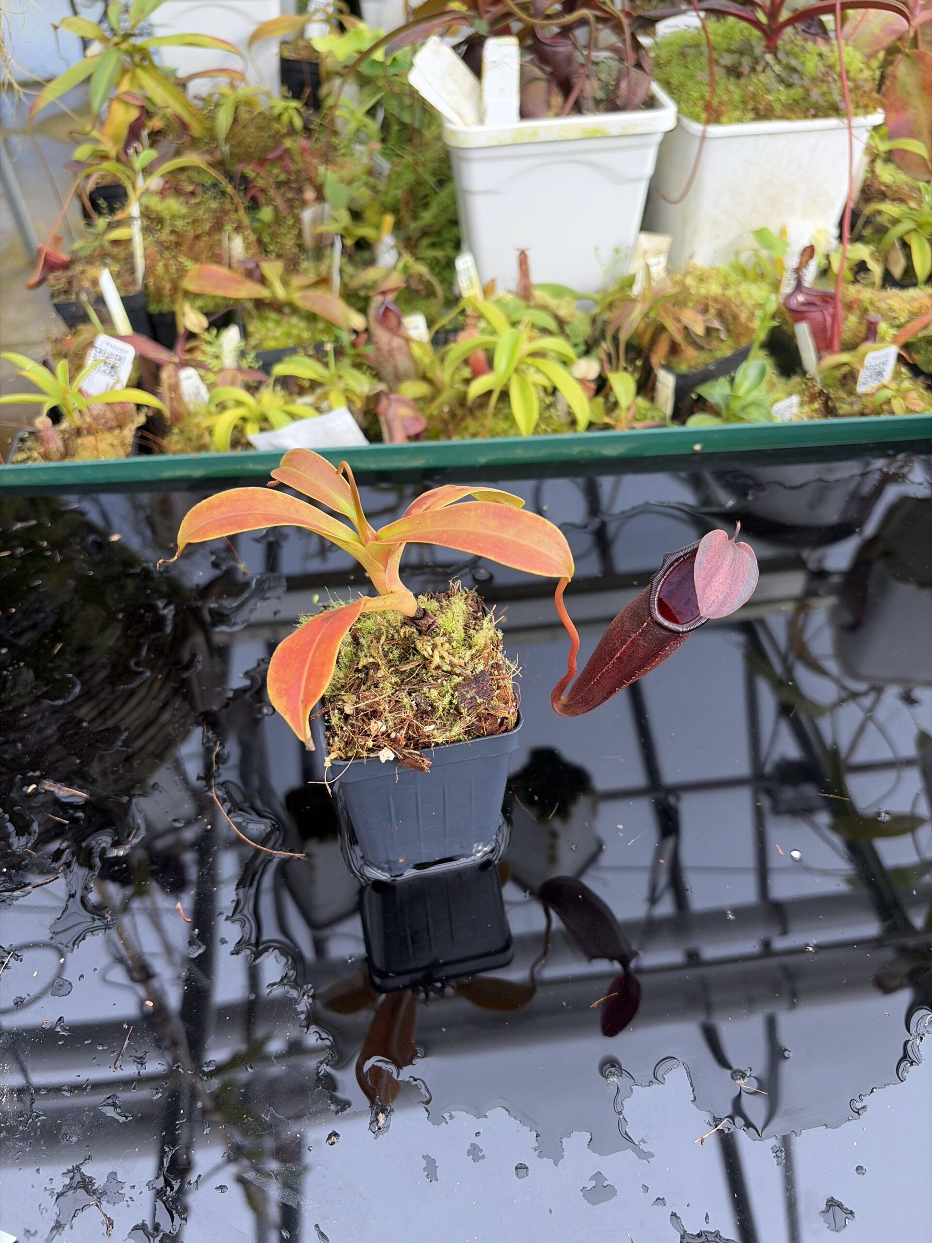 Wide Angle of Nepenthes inermis x bongso | Borneo Exotics | BE-3897 | H27395