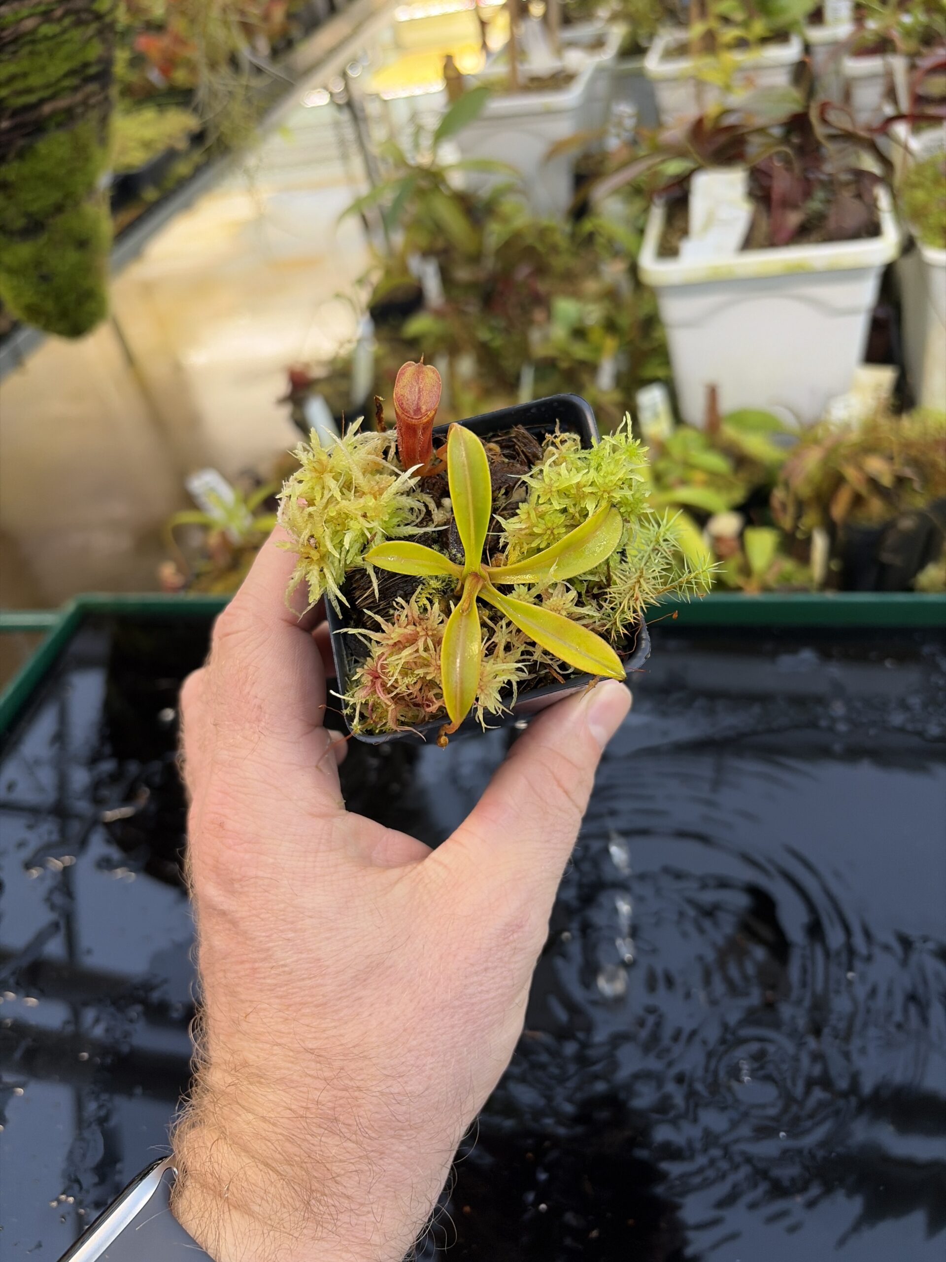 Wide Angle of Nepenthes inermis x lowii | Andreas Wistuba | AW-01 | H27093