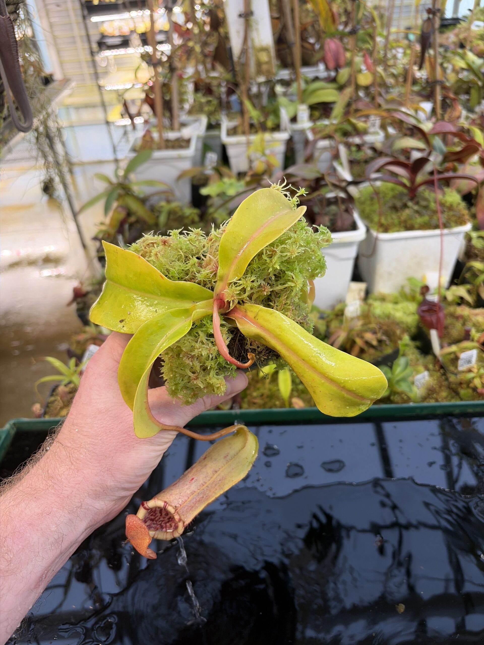 Wide Angle of Nepenthes insignis (Tayeve) x truncata (red) | Andreas Wistuba | AW-ISC | IN27323