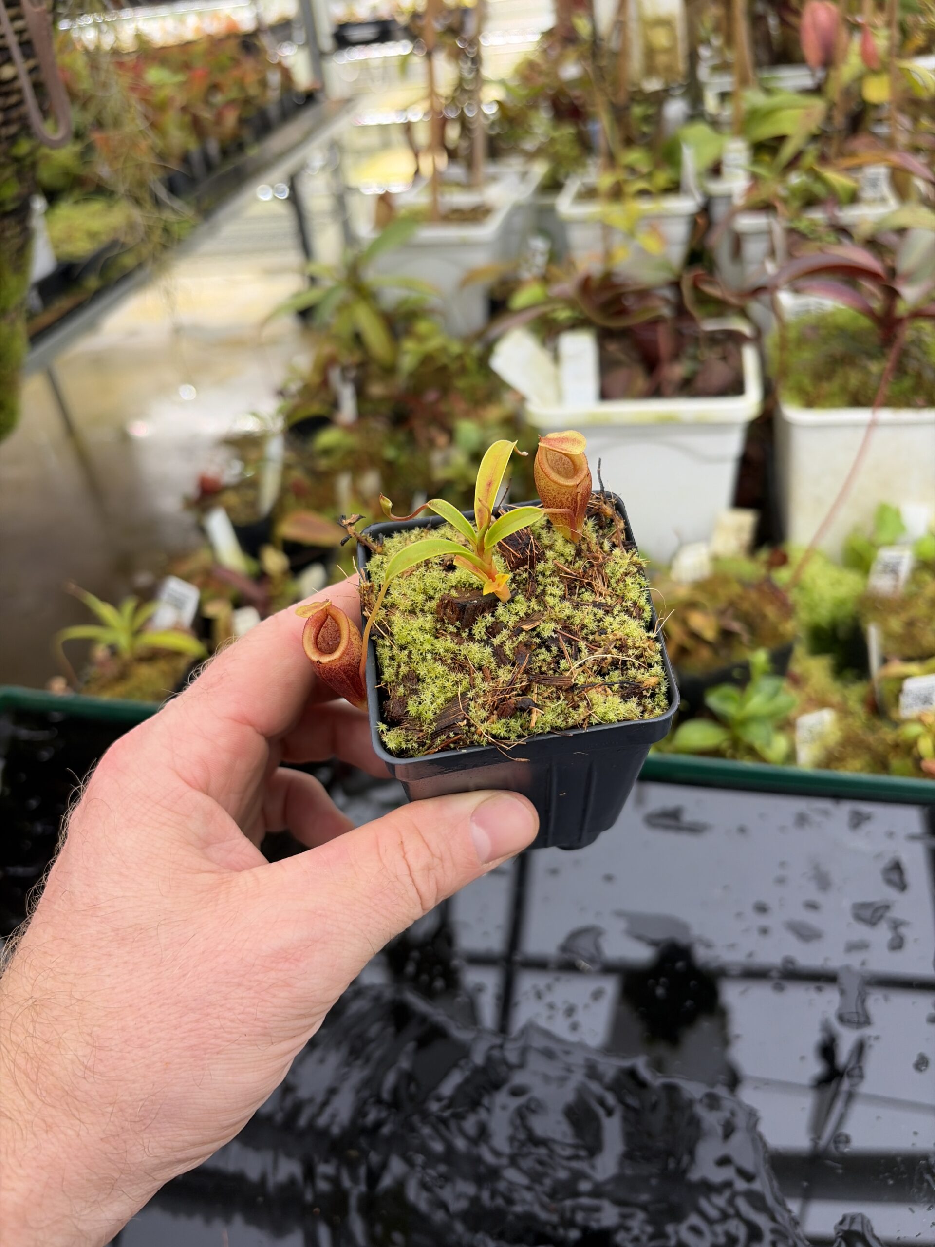 Wide Angle of Nepenthes jamban | Borneo Exotics | BE-4667 | H27168