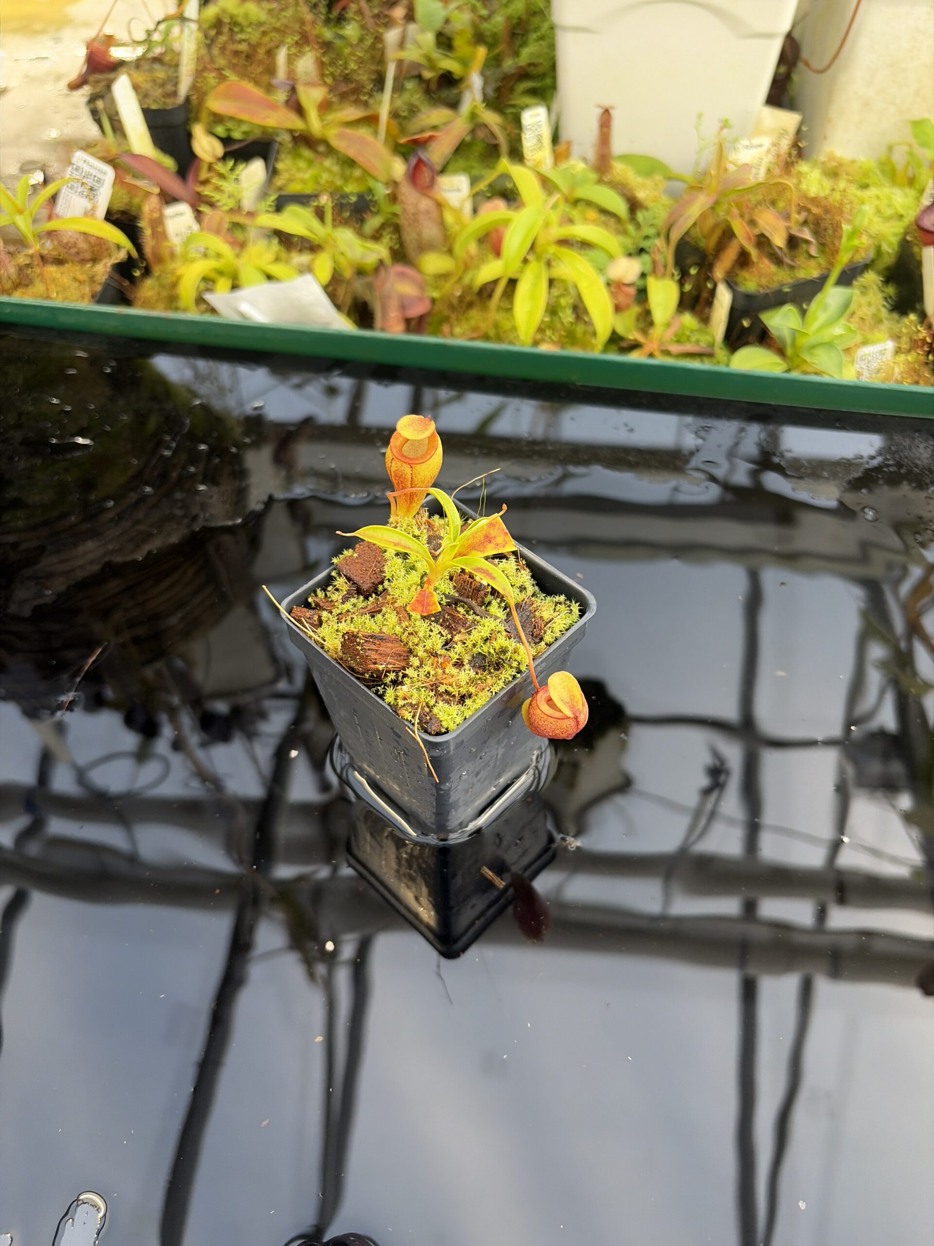 Wide Angle of Nepenthes jamban | Borneo Exotics | BE-4667 | H27423